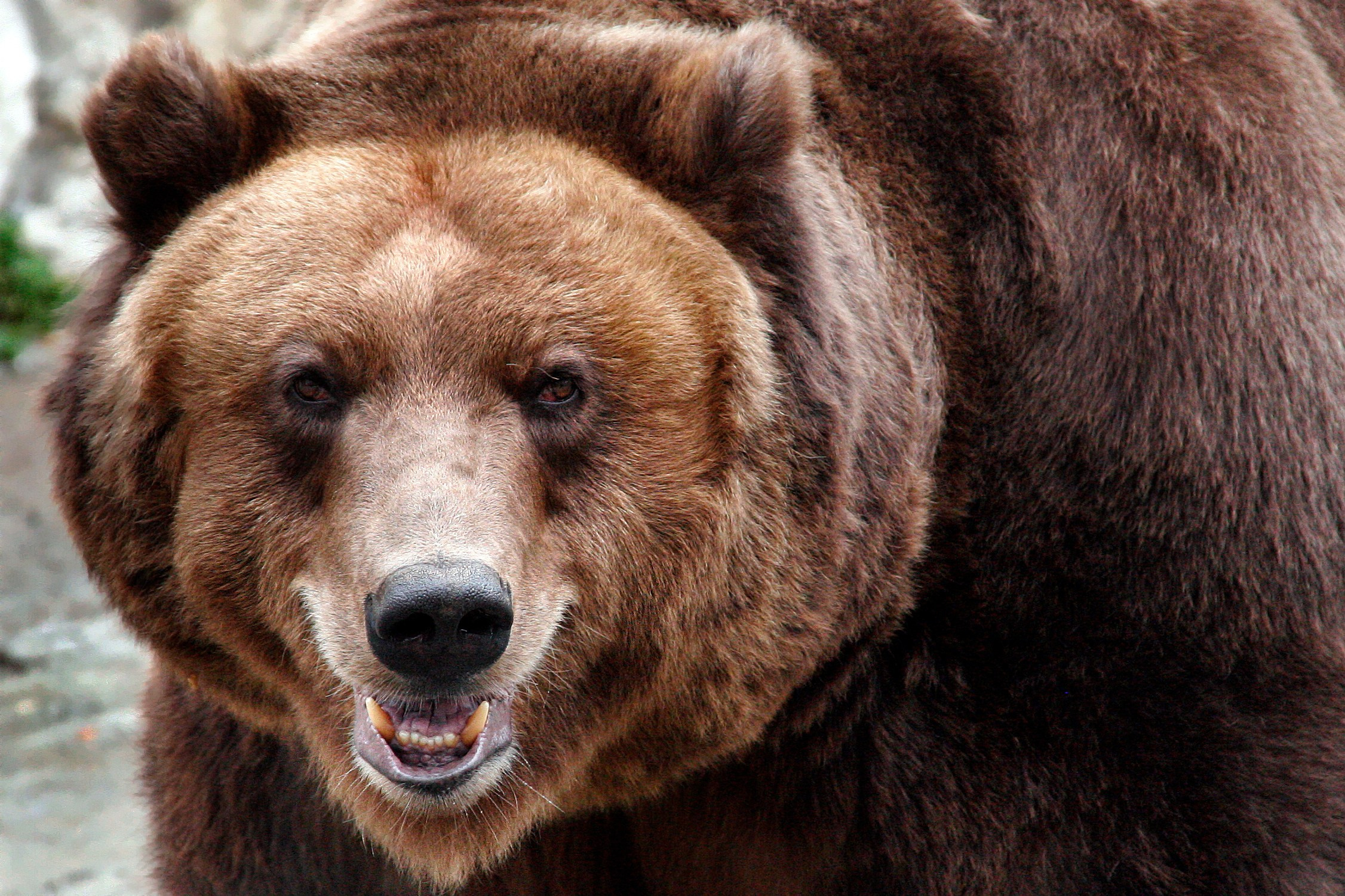 ЗООПАРК. Фотограф Владимир Остапенко