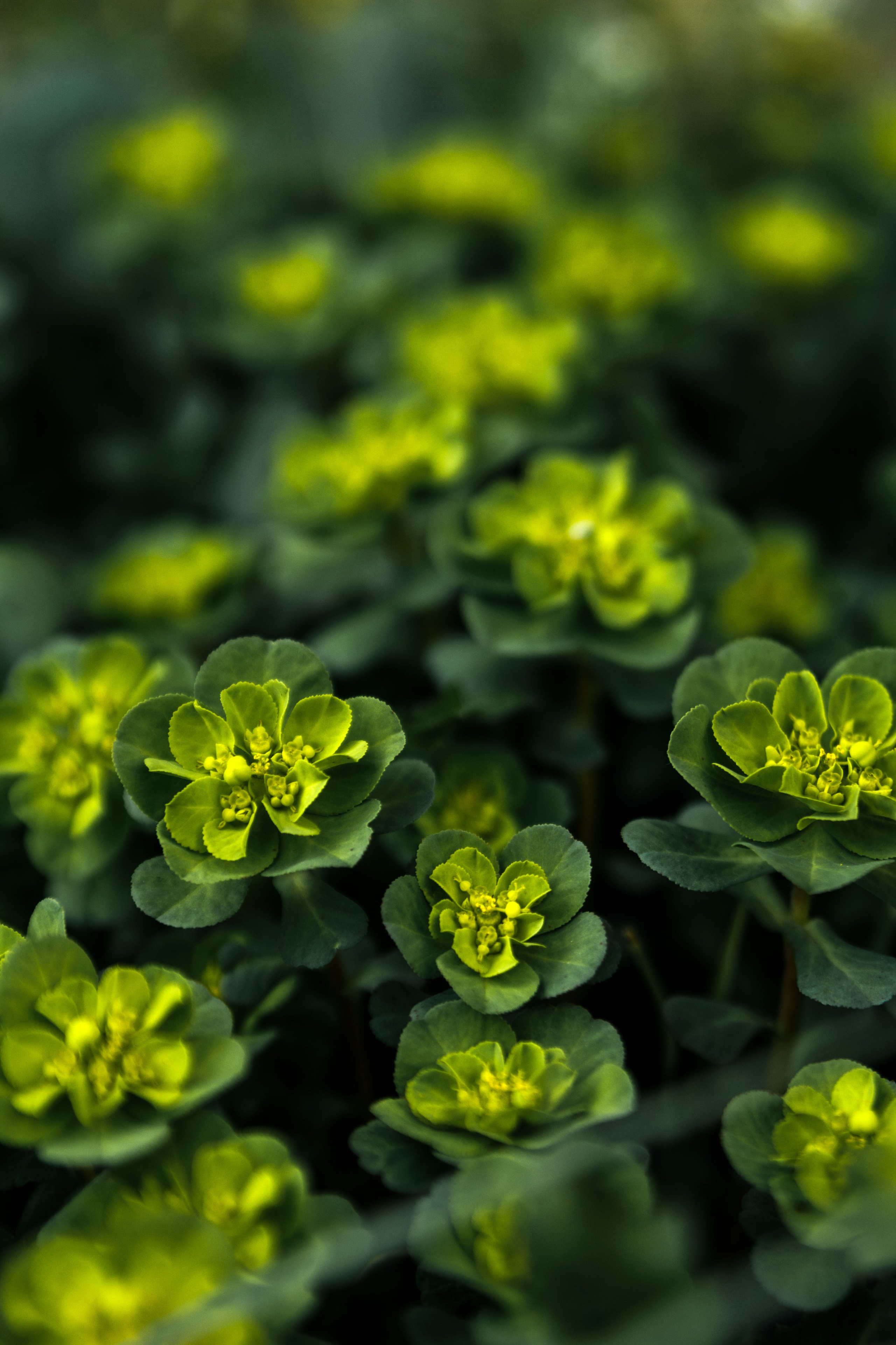 Весна. Катя Цвет