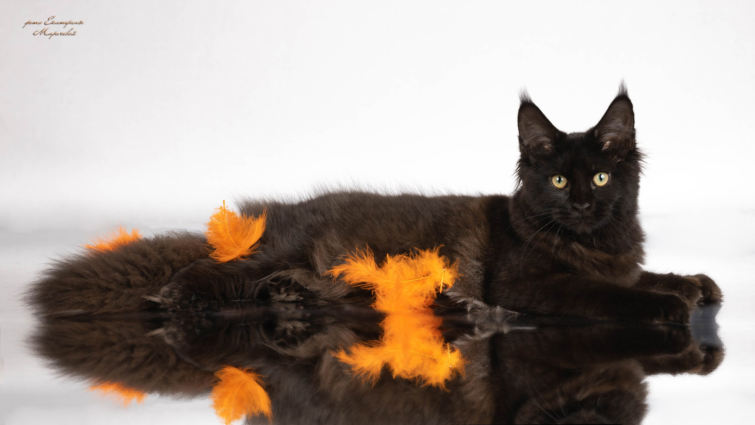 Стендовая съёмка на выставках кошек. Фотограф-анималист в Омске Екатерина Маричева