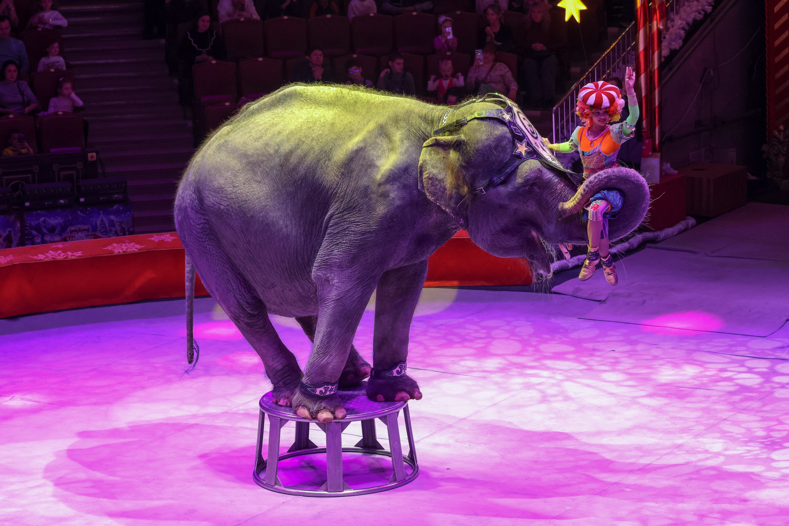 Цирк. Фотограф Дмитрий Алексеев