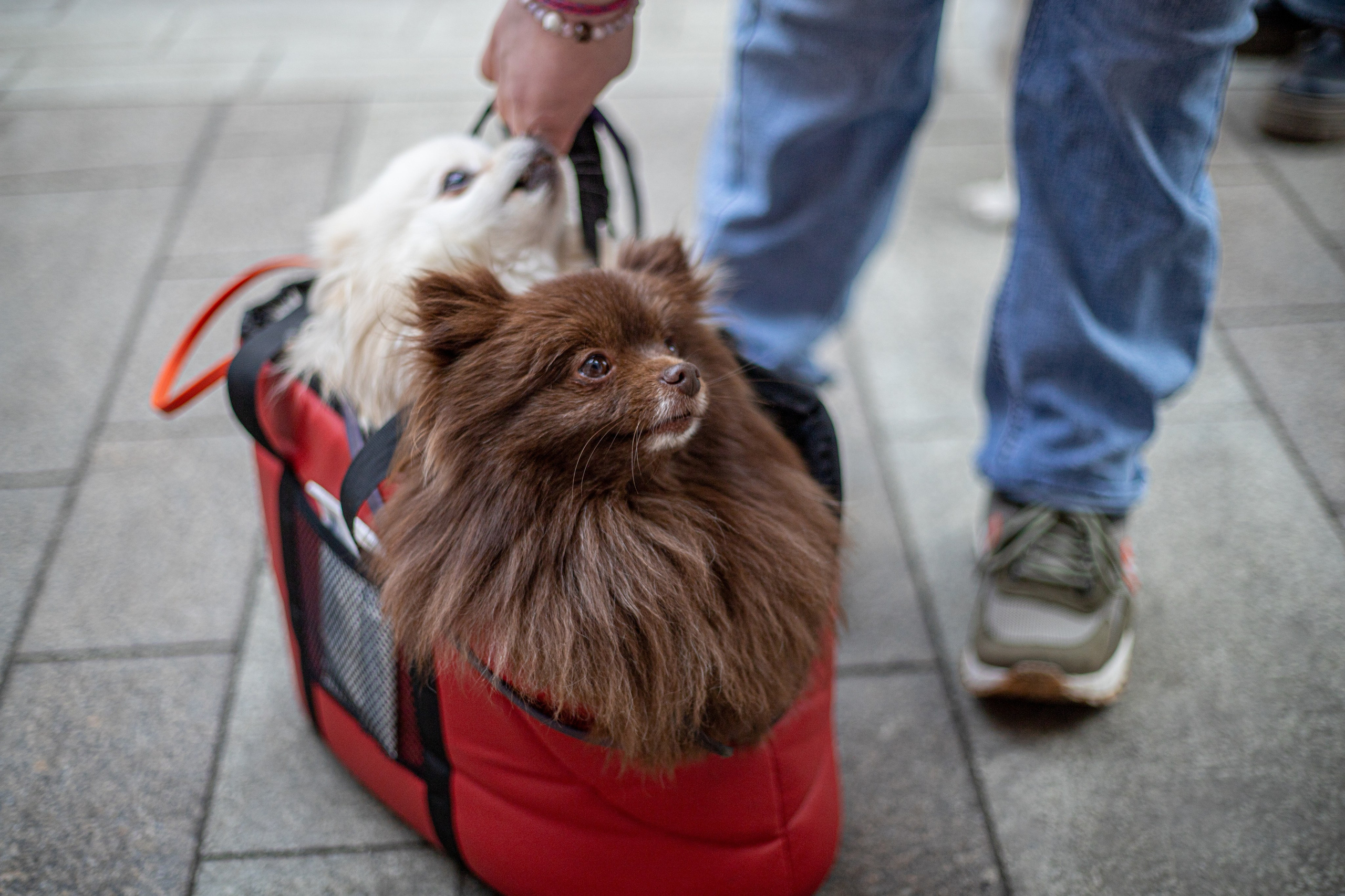 Домашние питомцы. Фотосессии с лошадьми в Москве и МО