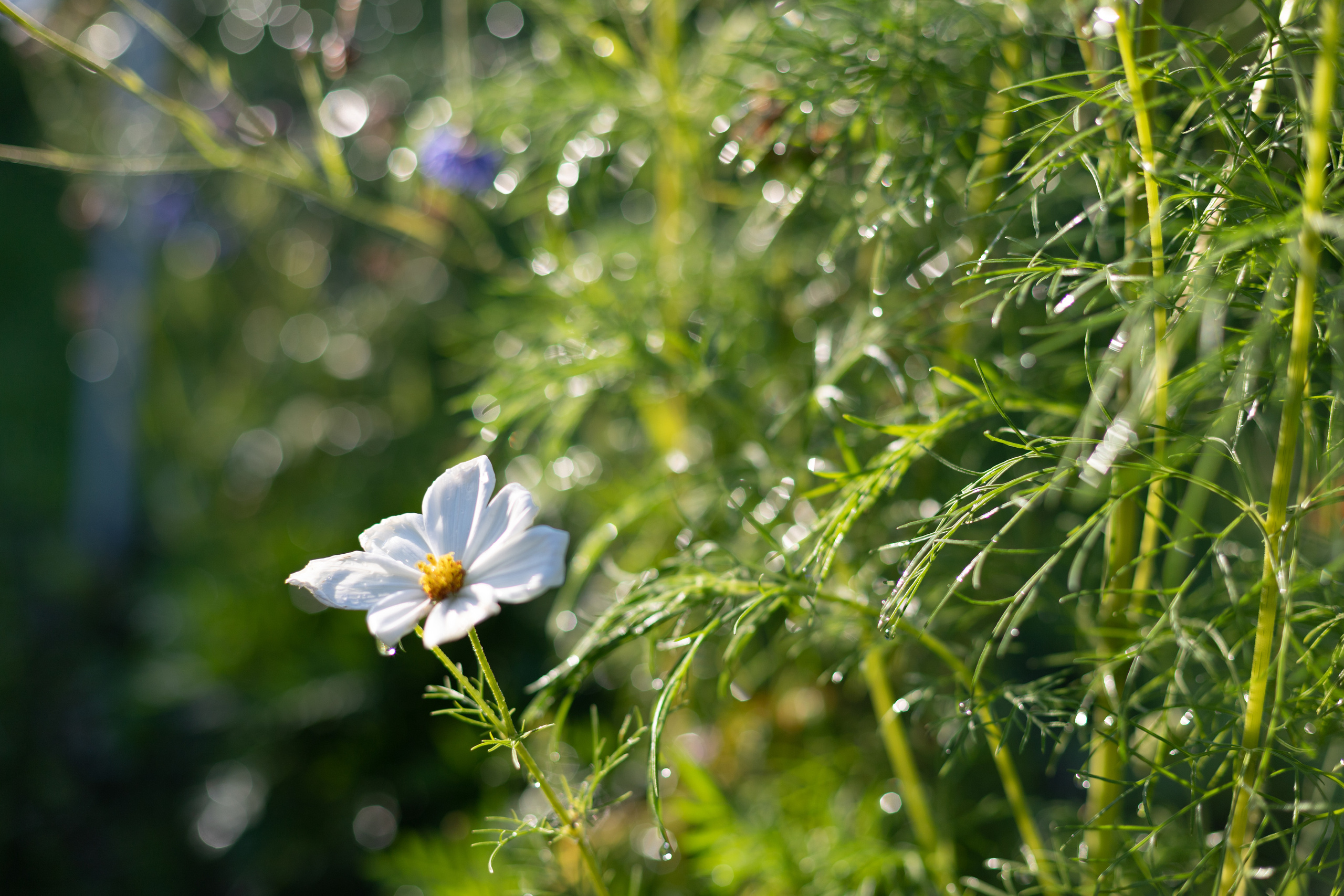 Природа. Матвей Лебедев: фото и видео, сайты. Москва, Жуковский, Малаховка