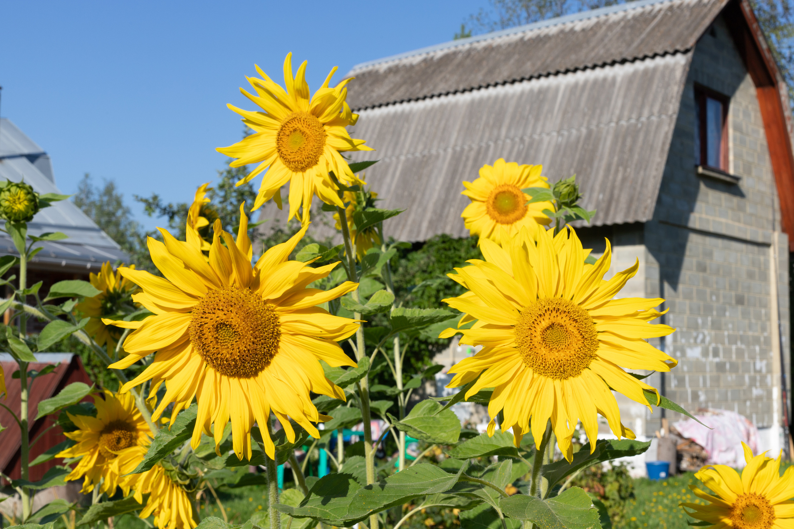 Природа. Матвей Лебедев: фото и видео, сайты. Москва, Жуковский, Малаховка