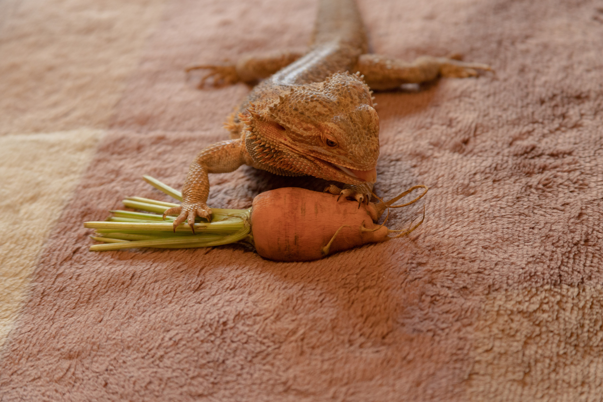 Природа. Матвей Лебедев: фото и видео, сайты. Москва, Жуковский, Малаховка