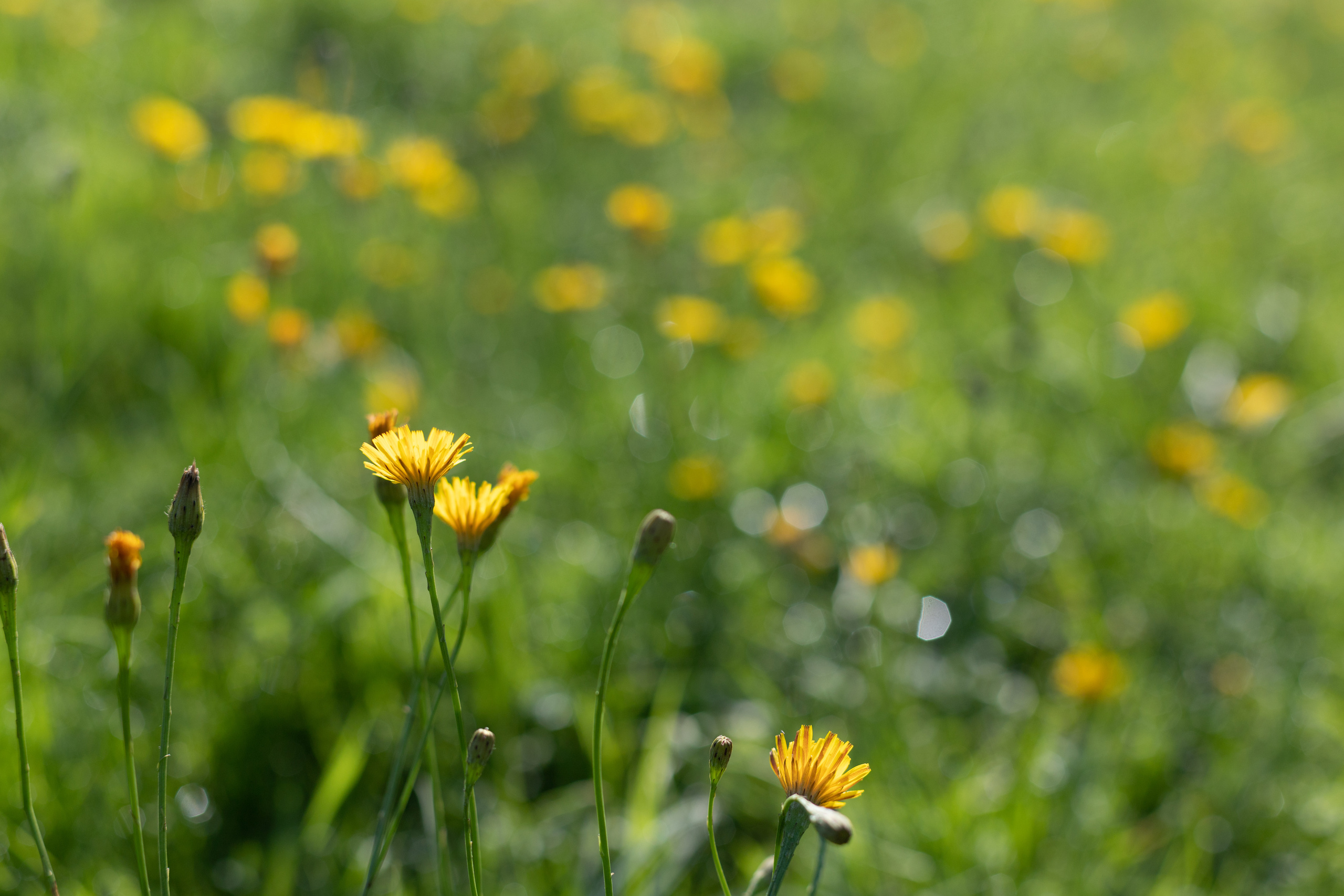 Природа. Матвей Лебедев: фото и видео, сайты. Москва, Жуковский, Малаховка