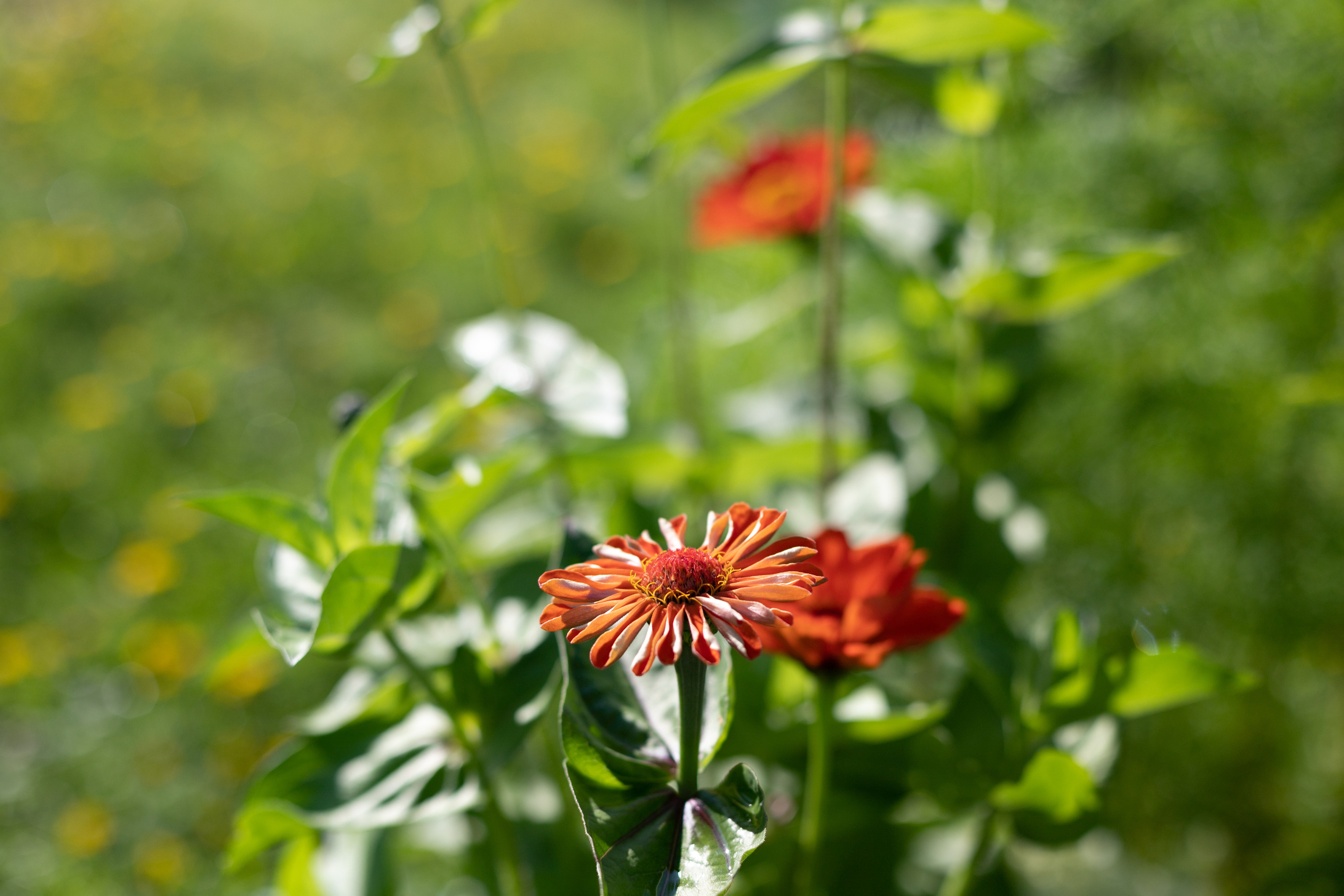 Природа. Матвей Лебедев: фото и видео, сайты. Москва, Жуковский, Малаховка