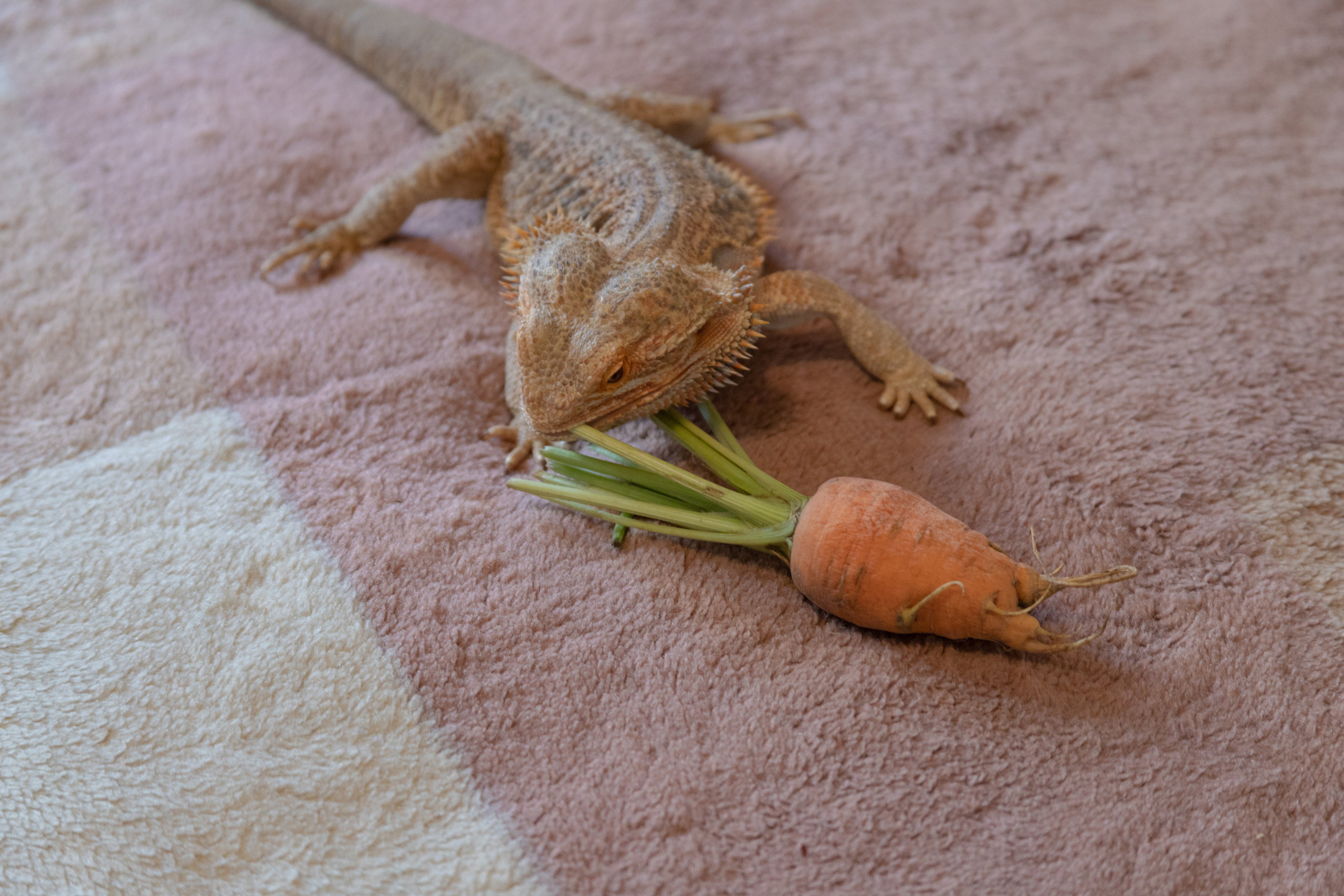 Природа. Матвей Лебедев: фото и видео, сайты. Москва, Жуковский, Малаховка