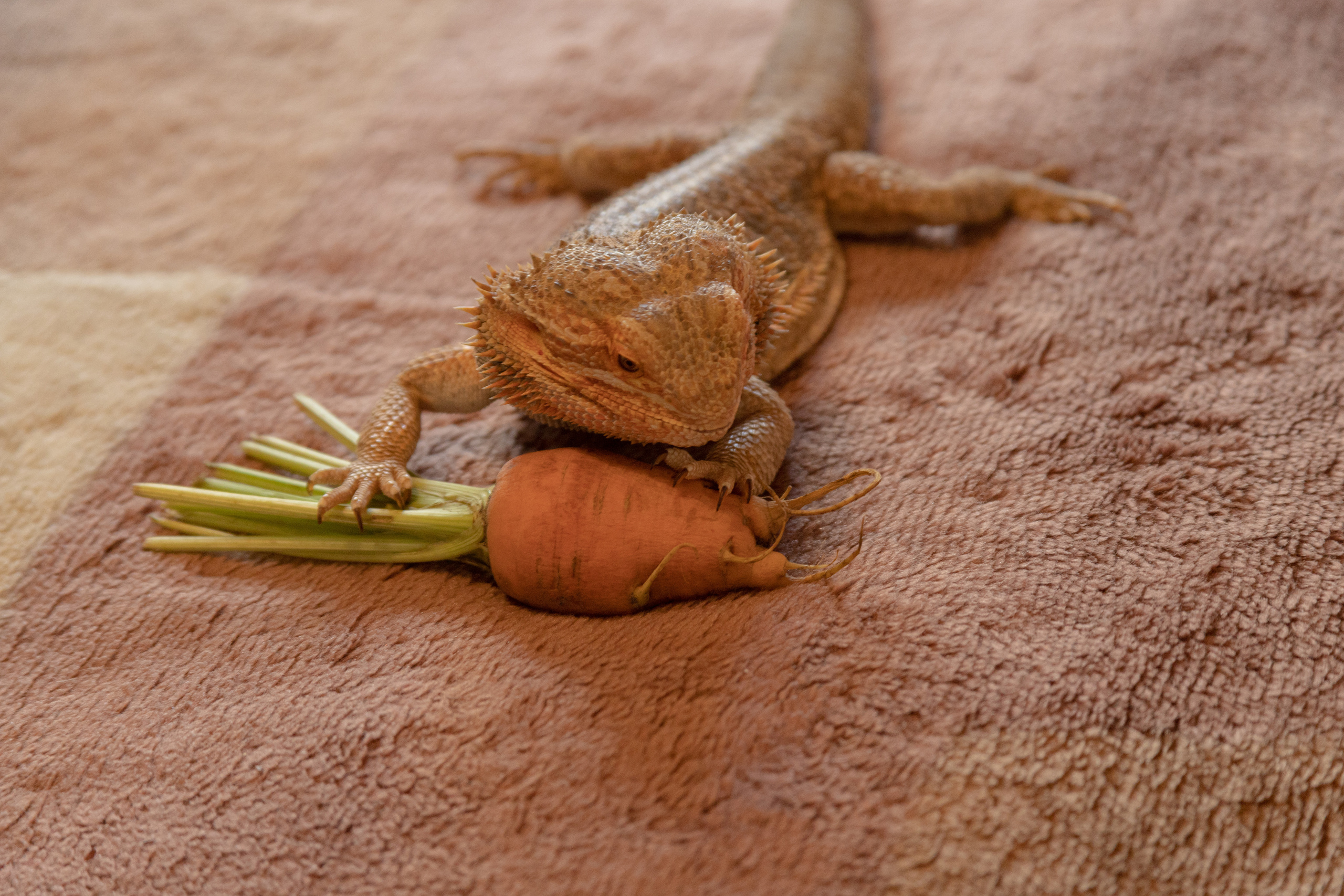 Природа. Матвей Лебедев: фото и видео, сайты. Москва, Жуковский, Малаховка