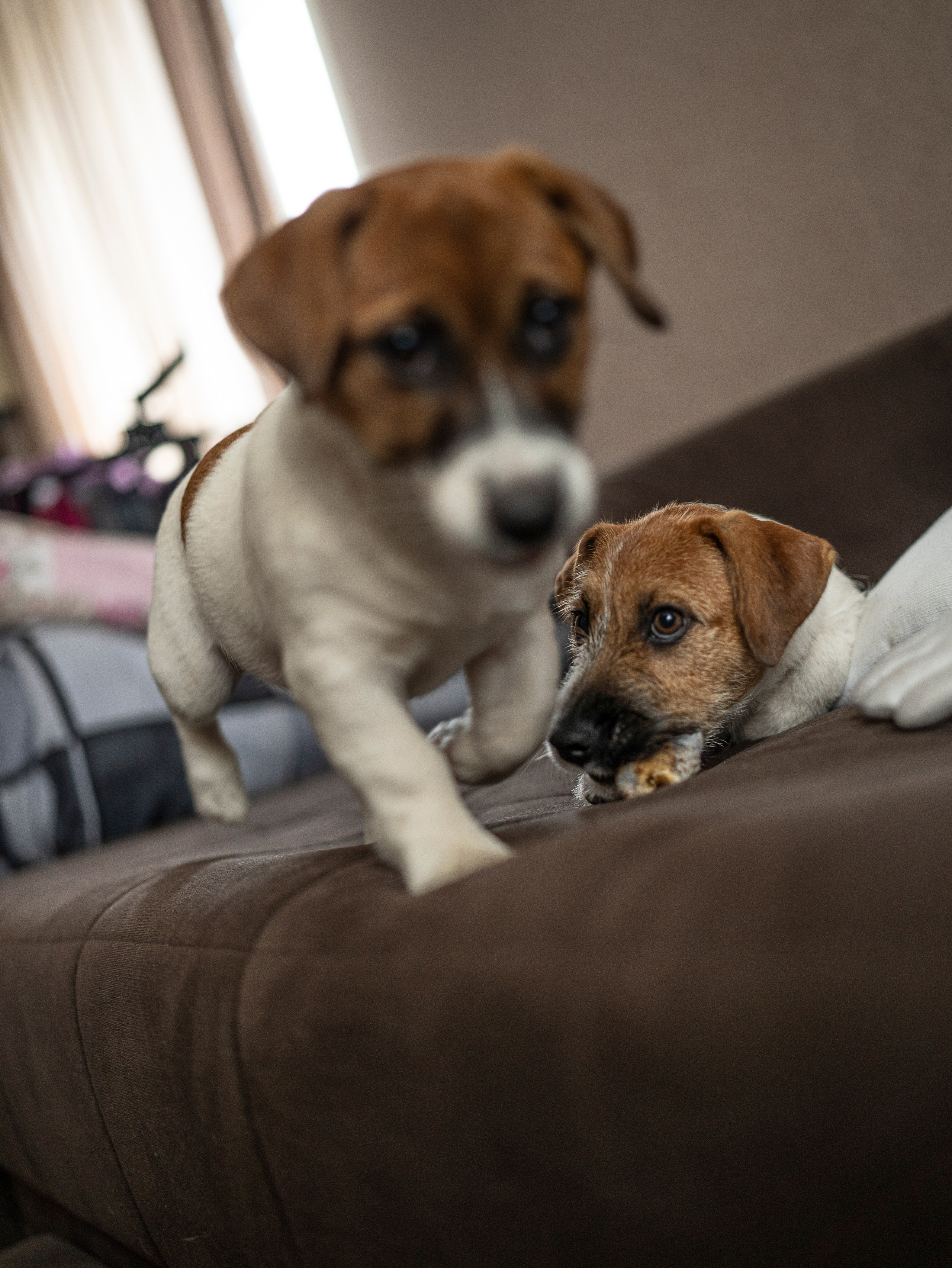 Ляля и Бандит Питомцы. Свадебный и Женский фотограф в г. Кемерово
