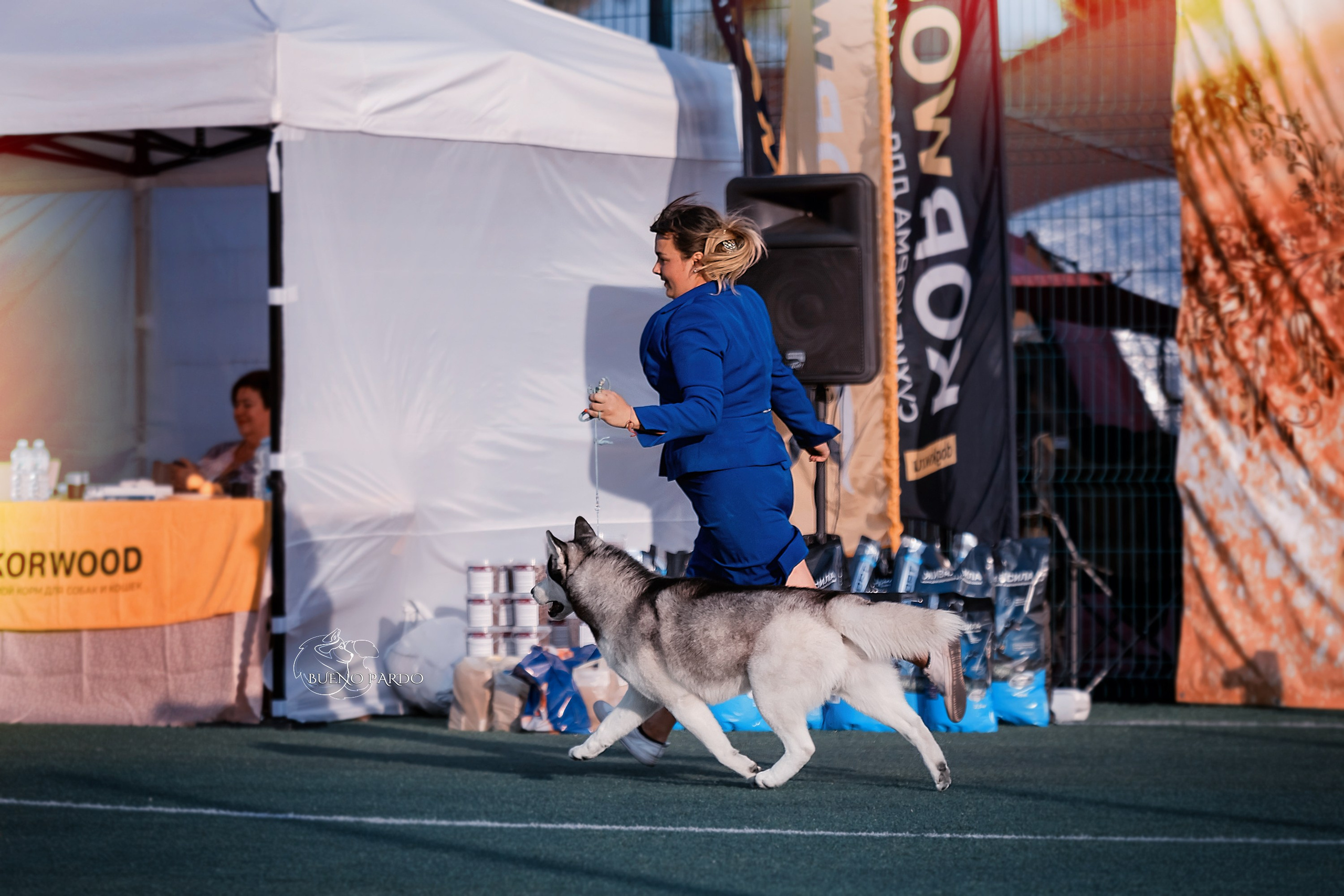 Выставки и победы наших  собак. Питомник собак Акита, Хаски, Корги