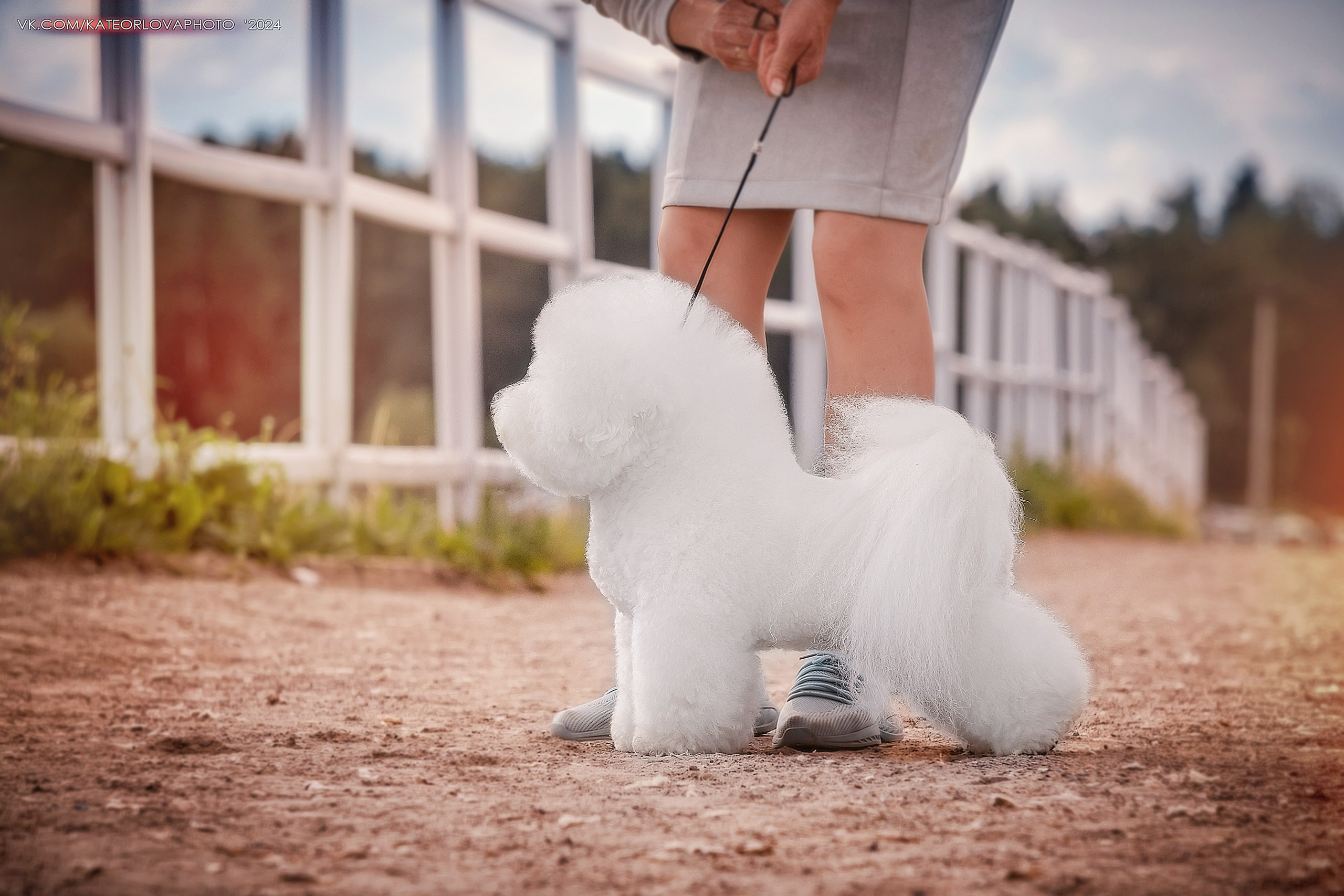 Фотосъемка собак, щенков, на выставках, фотограф анималист Россия воронеж. Питомник собак Акита, Хаски, Корги
