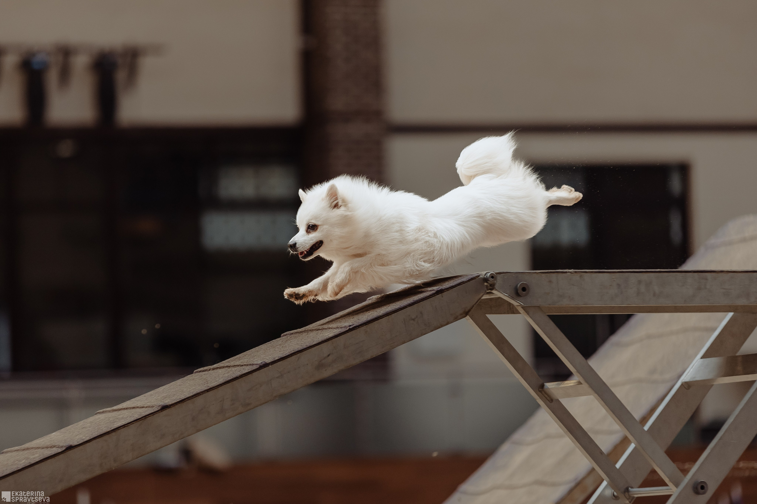 ЧРКФ Аджилити в Максима. Фотограф Анималист Екатерина Справцева в Нижнем Новгороде