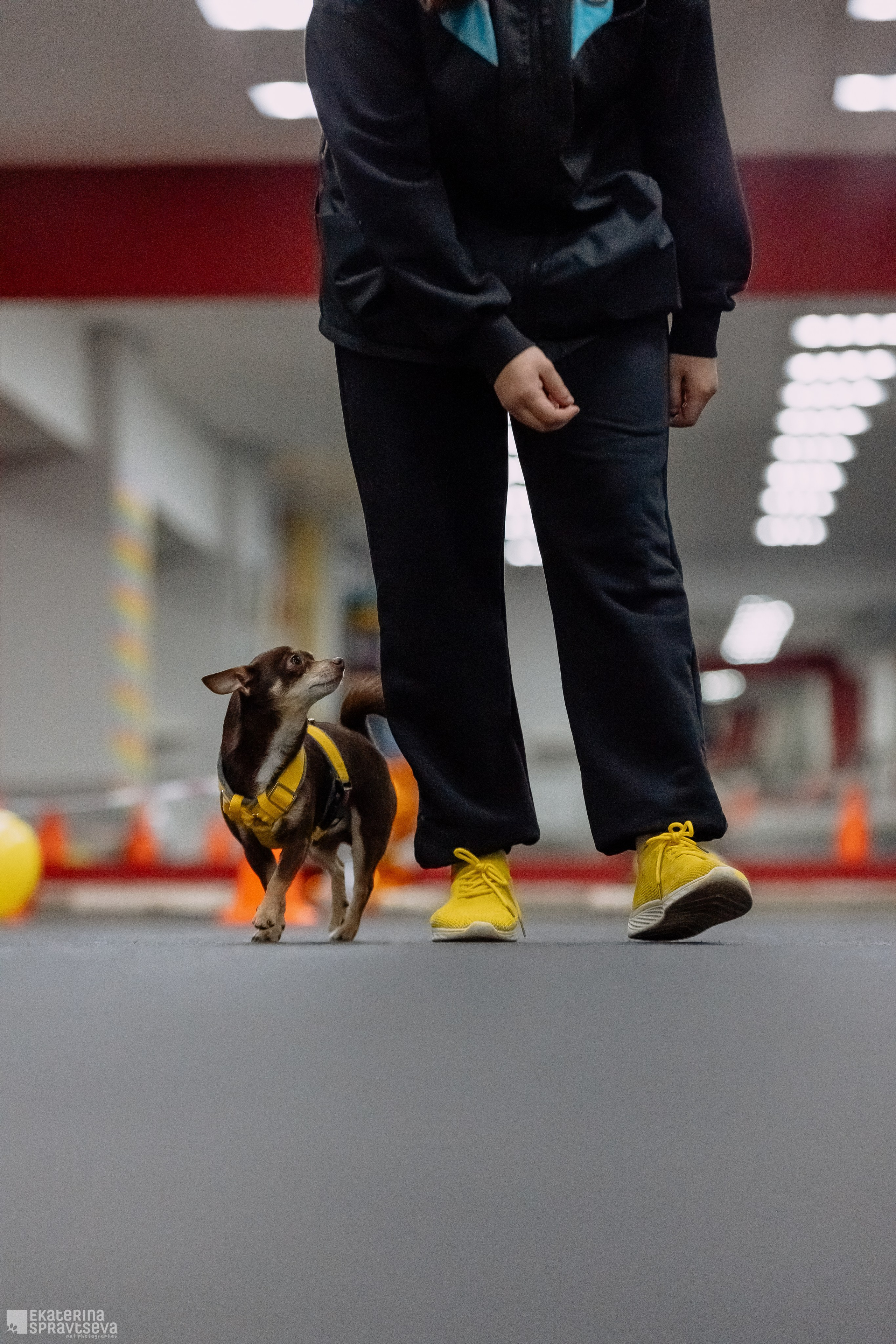 Праздник NoseWork. Фотограф Анималист Екатерина Справцева в Нижнем Новгороде