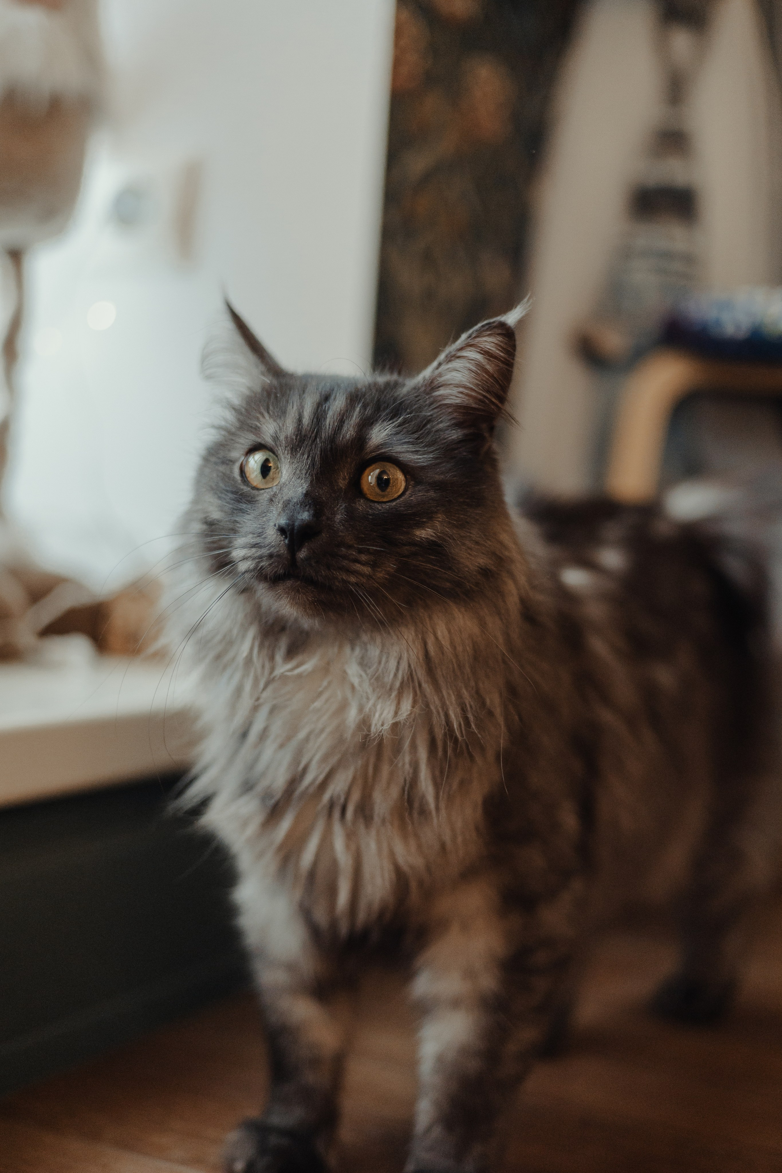 Алина, Илья и их хвосты. Фотограф Анималист Екатерина Справцева в Нижнем Новгороде