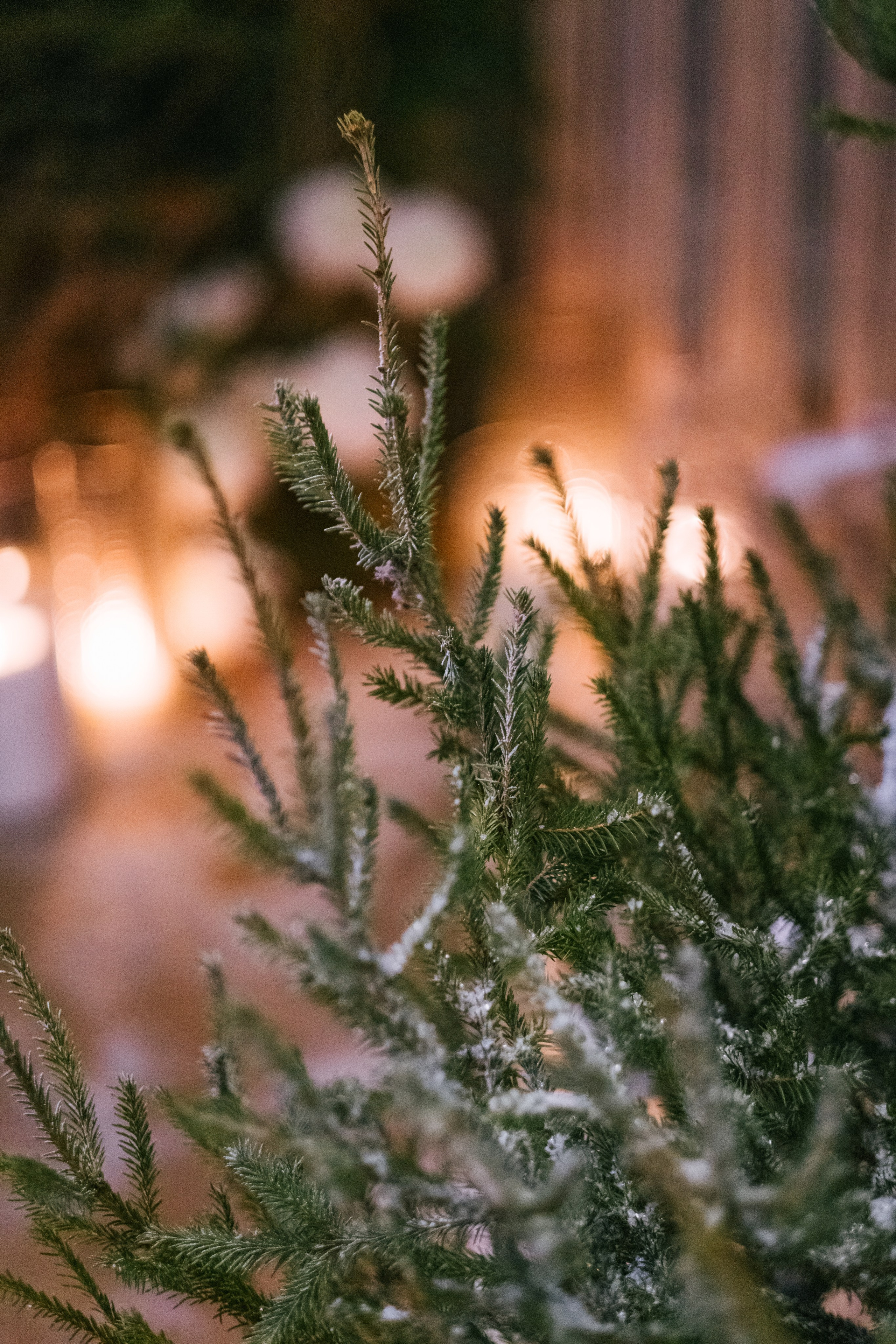 Алёна / Дмитрий. Свадебный Видеограф Фотограф в Сочи