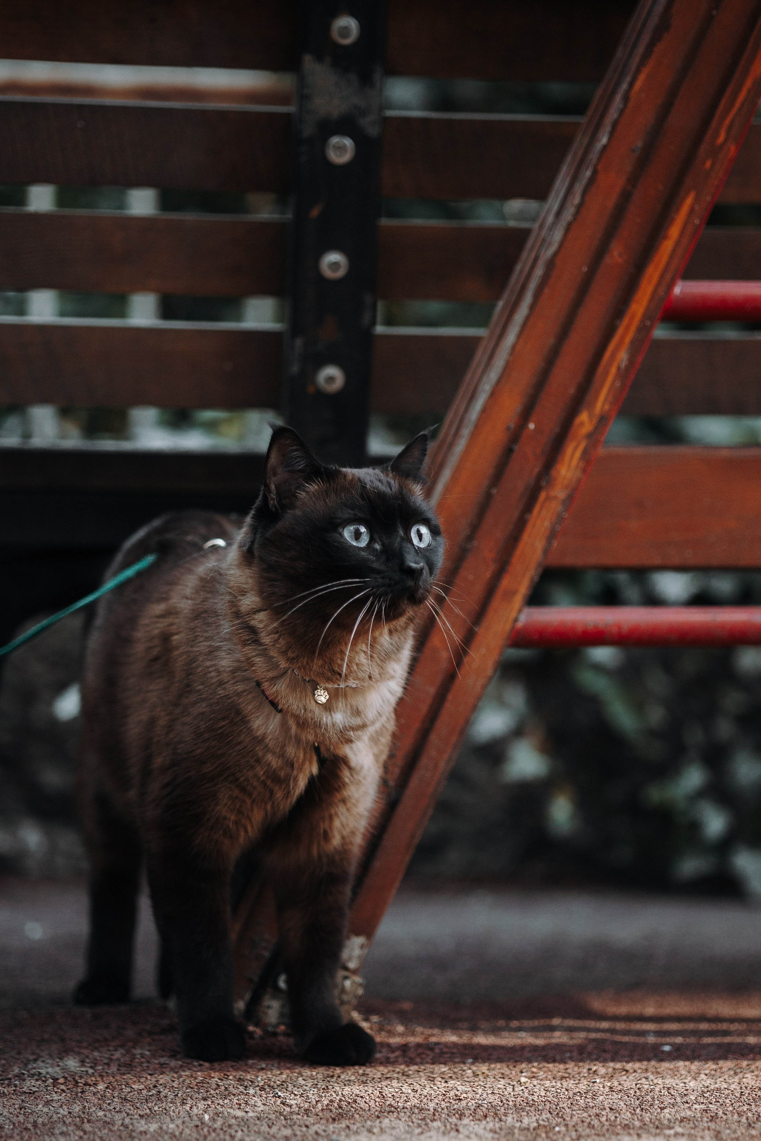 Саша и ее хвосты. Фотограф — Анималист | Санкт-Петербург