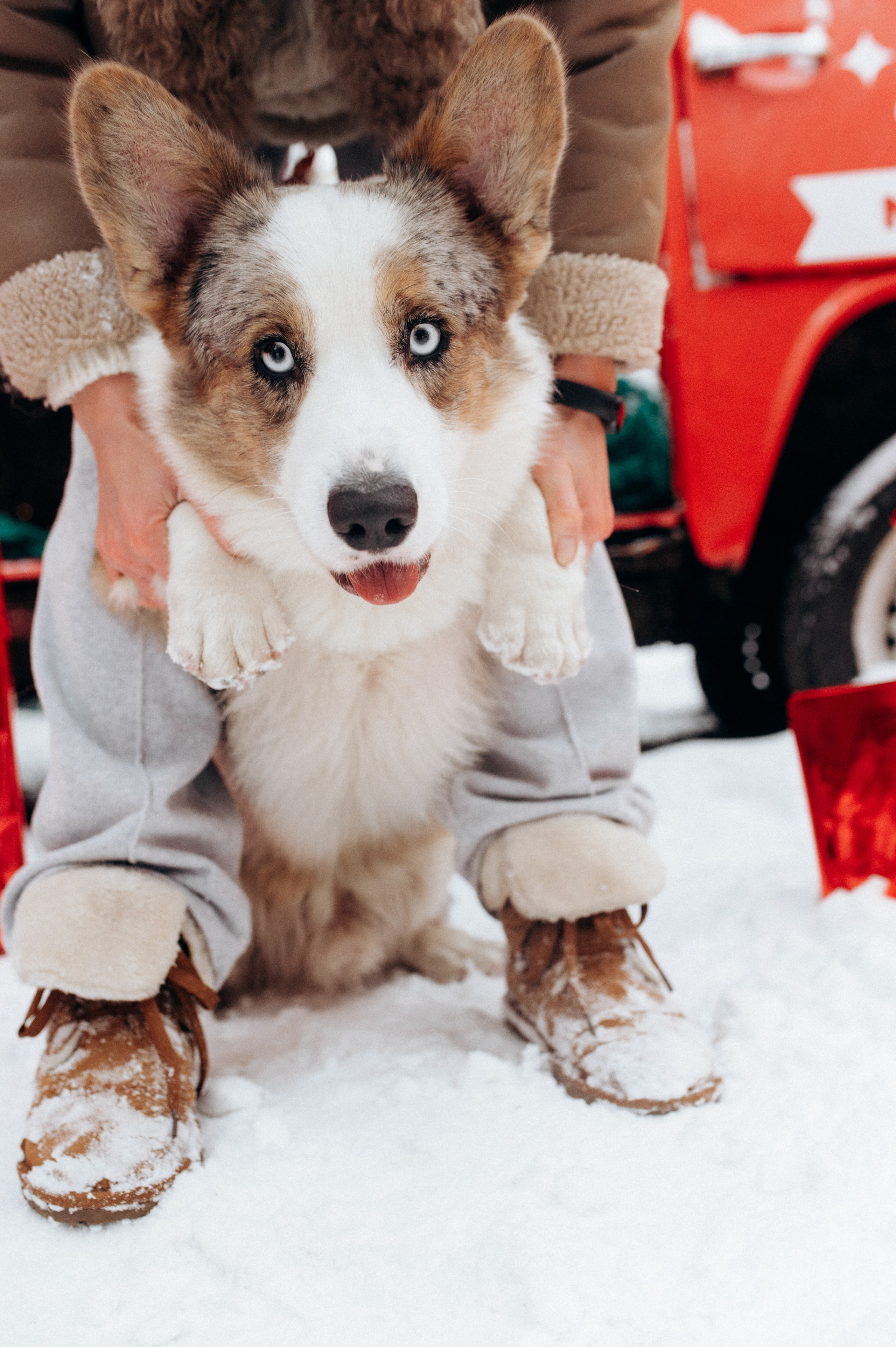 Маша и Дэф. Фотограф анималист в Москве Ольга Агушева