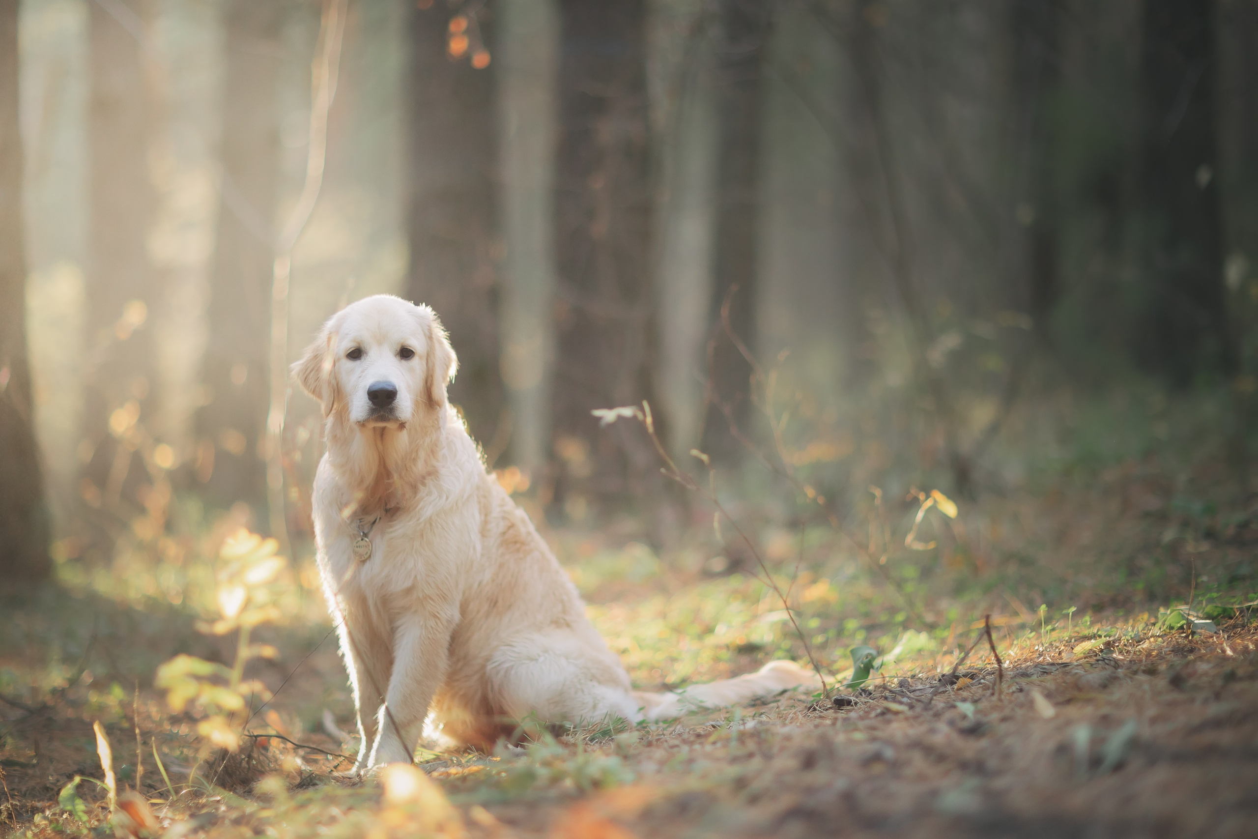 Снежик и Веста. Свадебный и женский фотограф