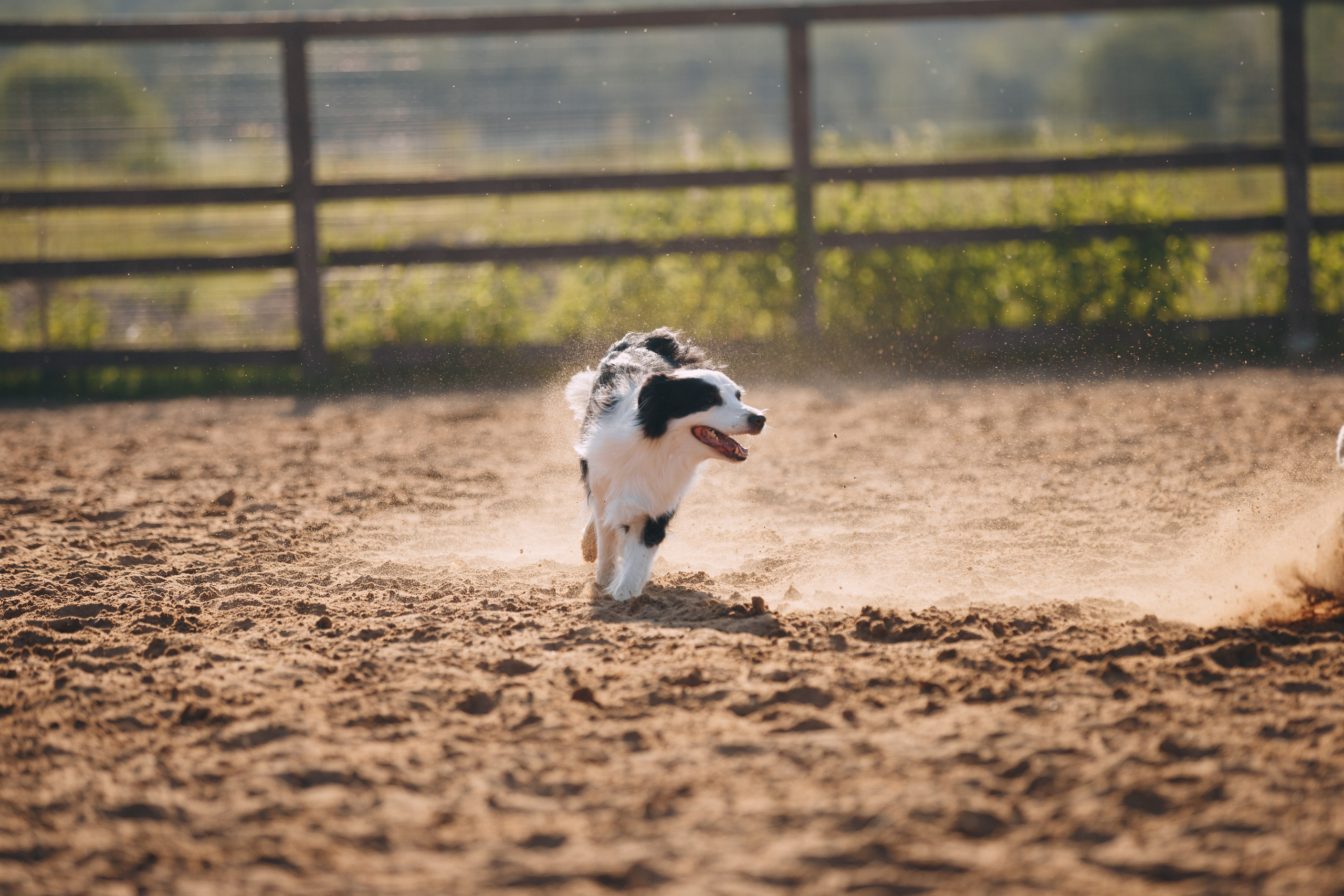 Кинологический лагерь в Горыныче. Фотограф анималист Кристина Карпова, Москва