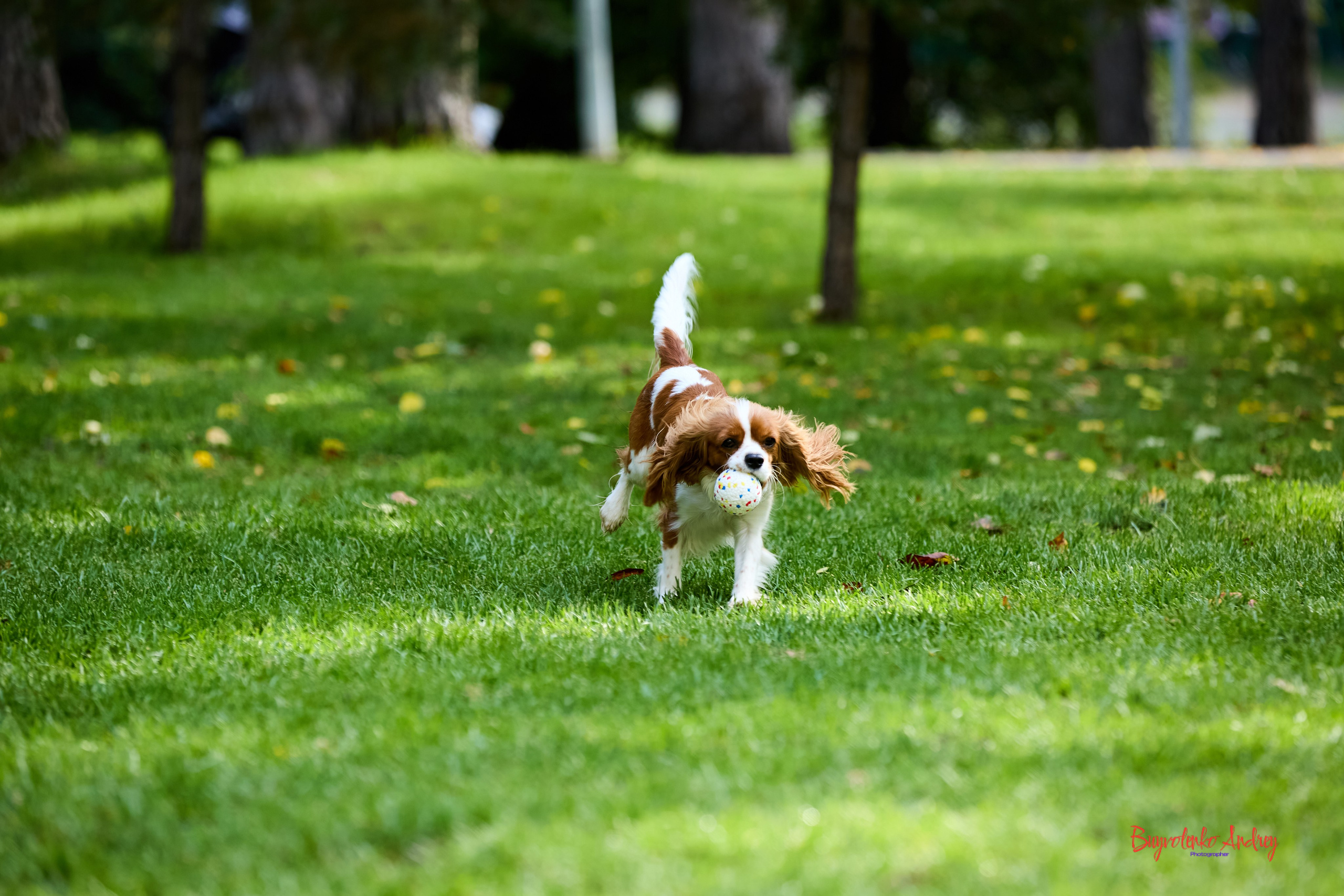 Фотопрогулка с кавалерами. Buyvolenko Andrey