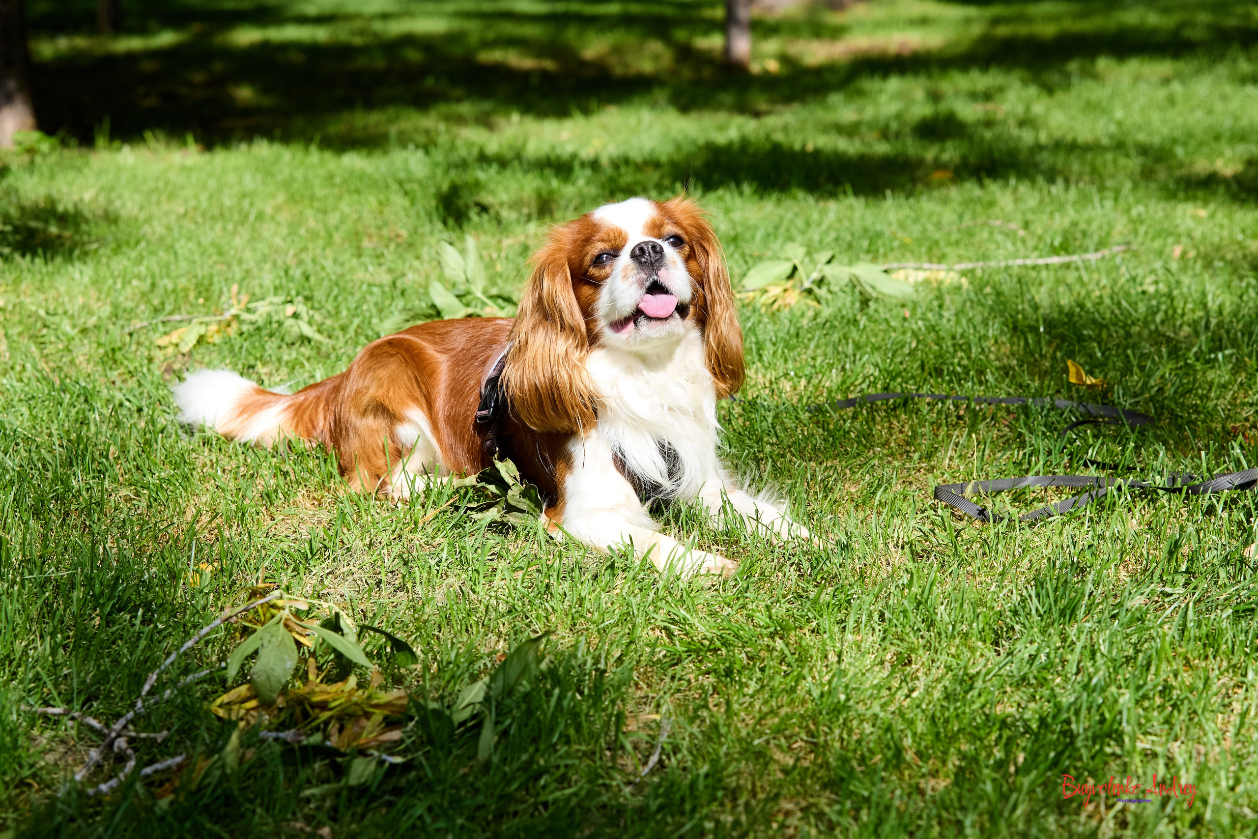 Фотопрогулка с кавалерами. Buyvolenko Andrey