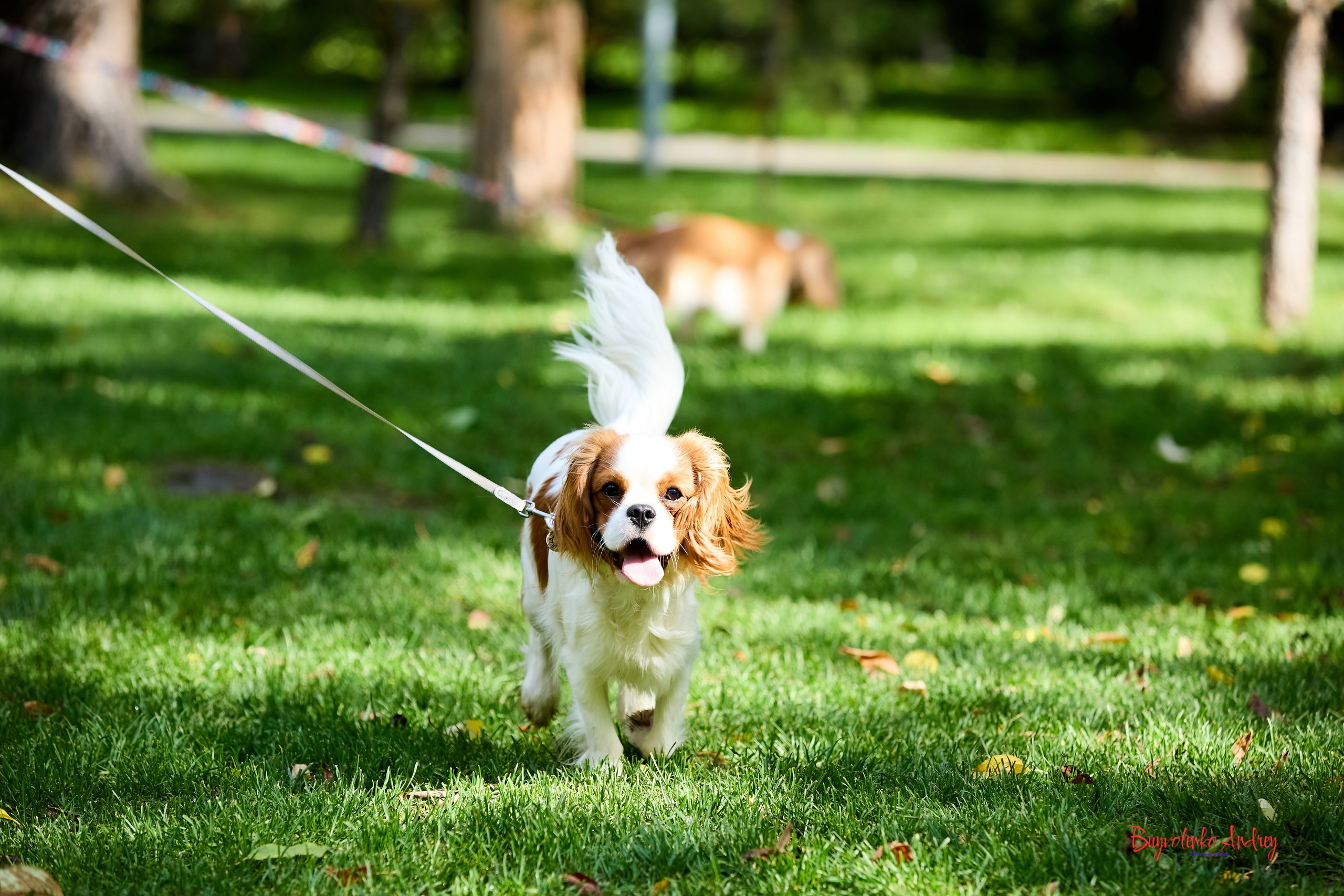 Фотопрогулка с кавалерами. Buyvolenko Andrey