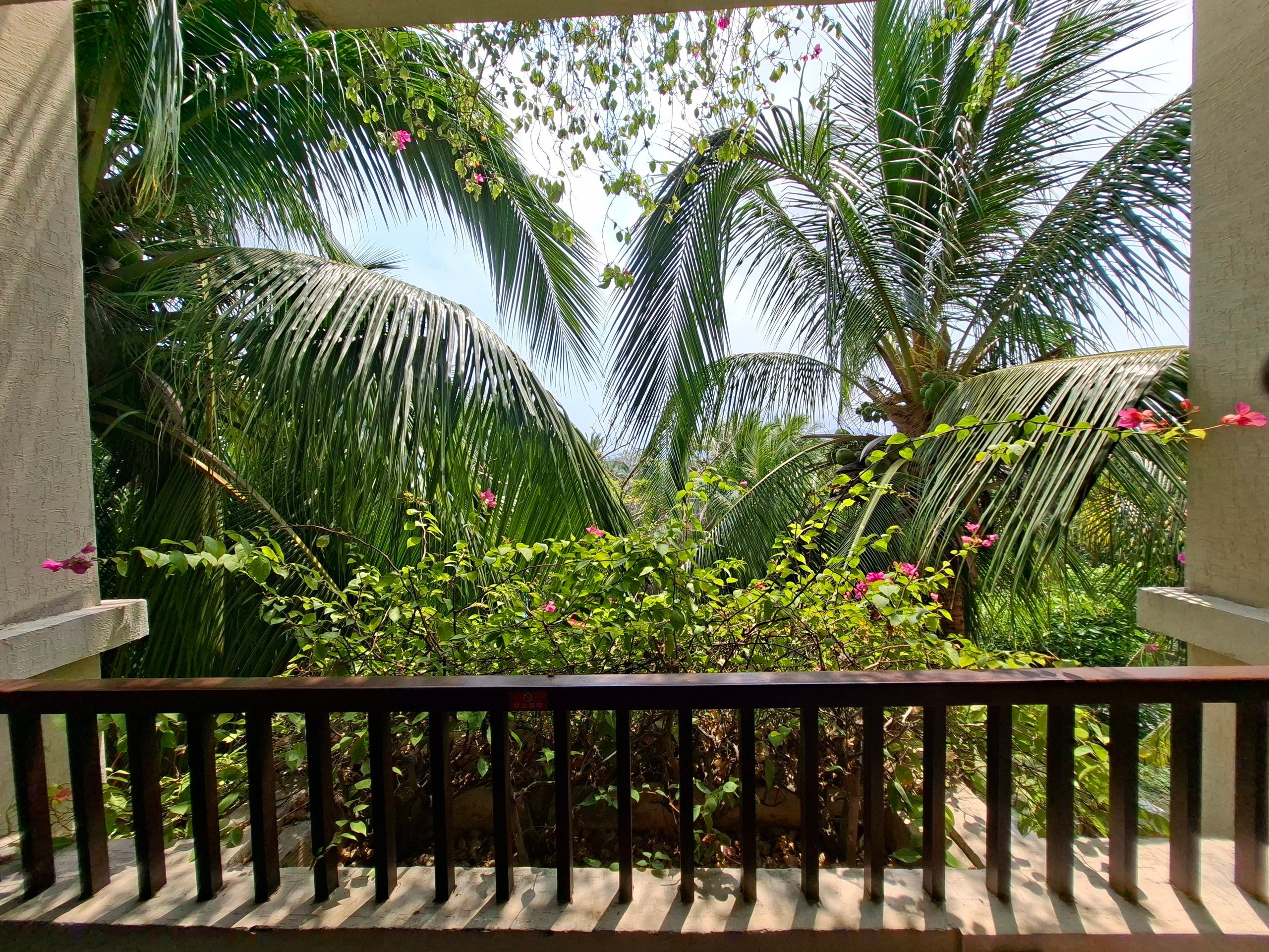 Хайнань 2026, флора, цветы и деревья. Фотопрогулки по Миру