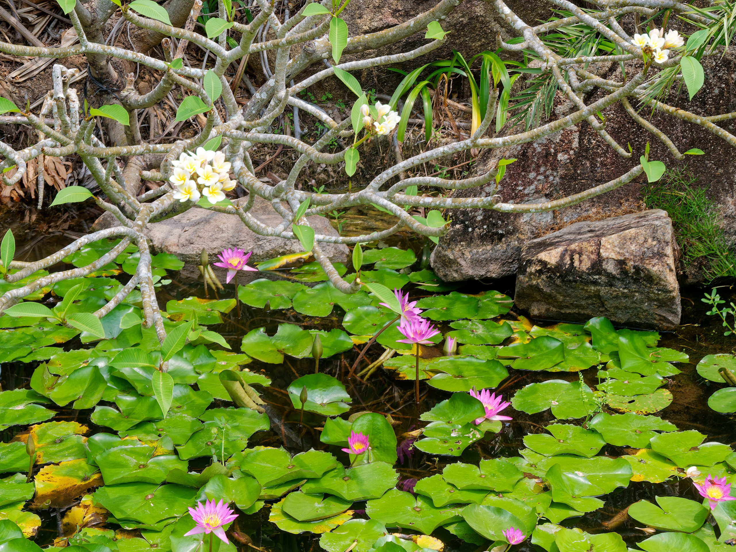 Хайнань 2026, отель «Stony Brook Villa Jianguo Resort Sanya 4*». Фотопрогулки по Миру