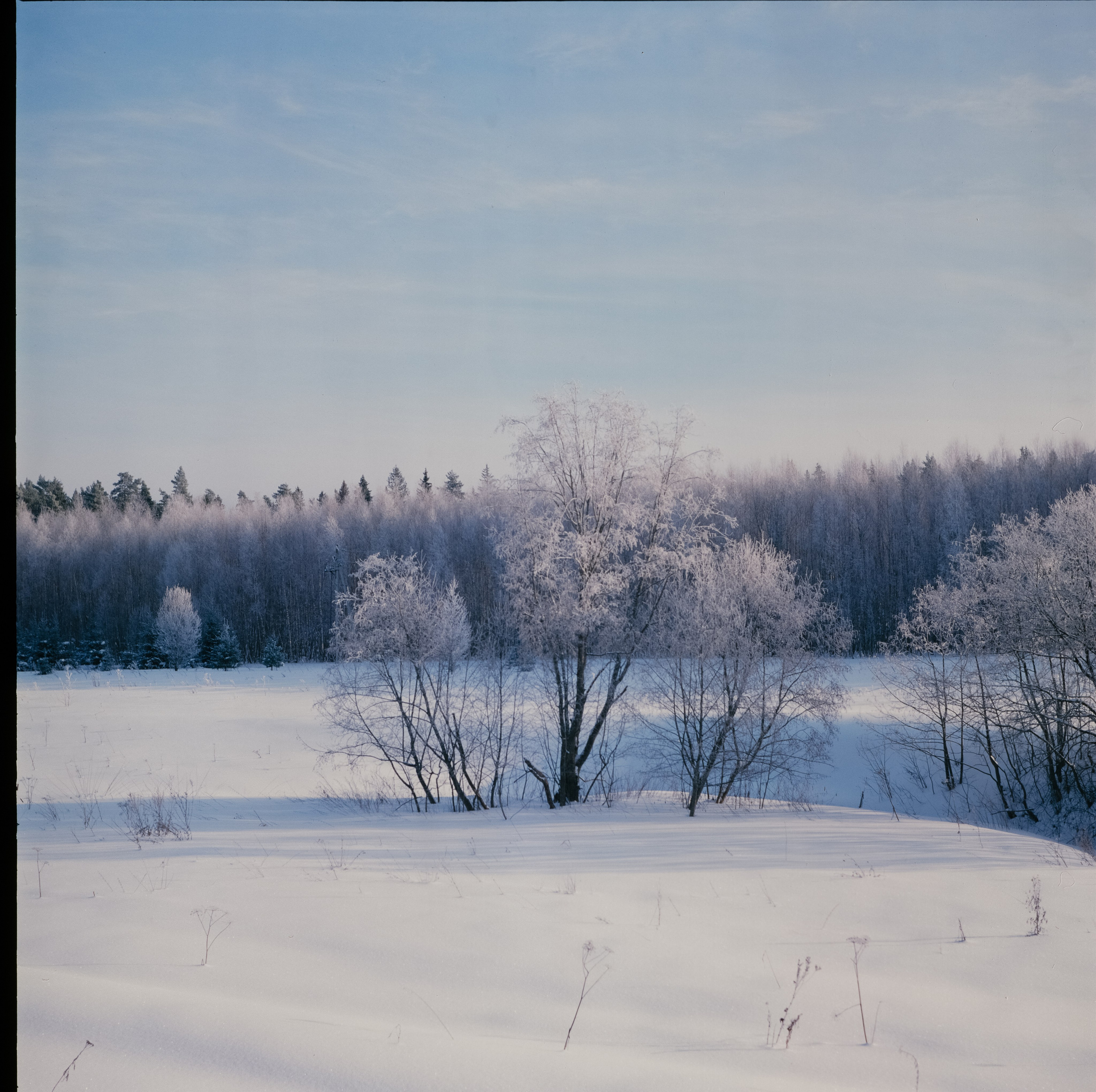 Koniflex — Fujichrome ASTIA 100 (at ISO 50) — Лукино, морозное утро