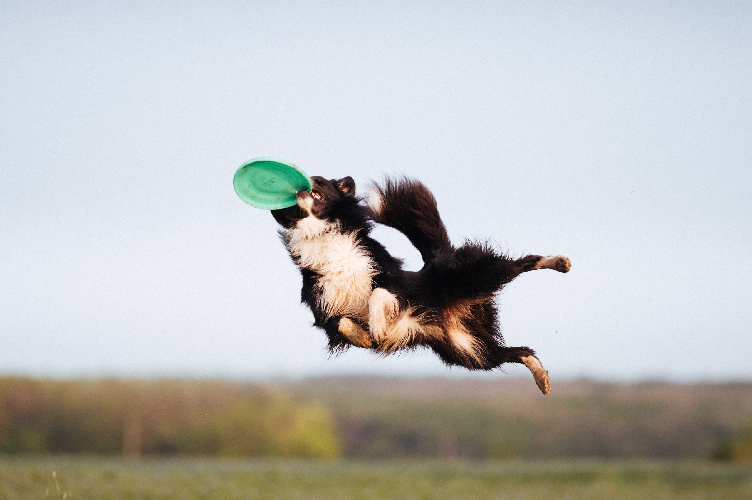 Прогулка на рассвете с бордер-колли. Фотограф в Ростове —на — Дону