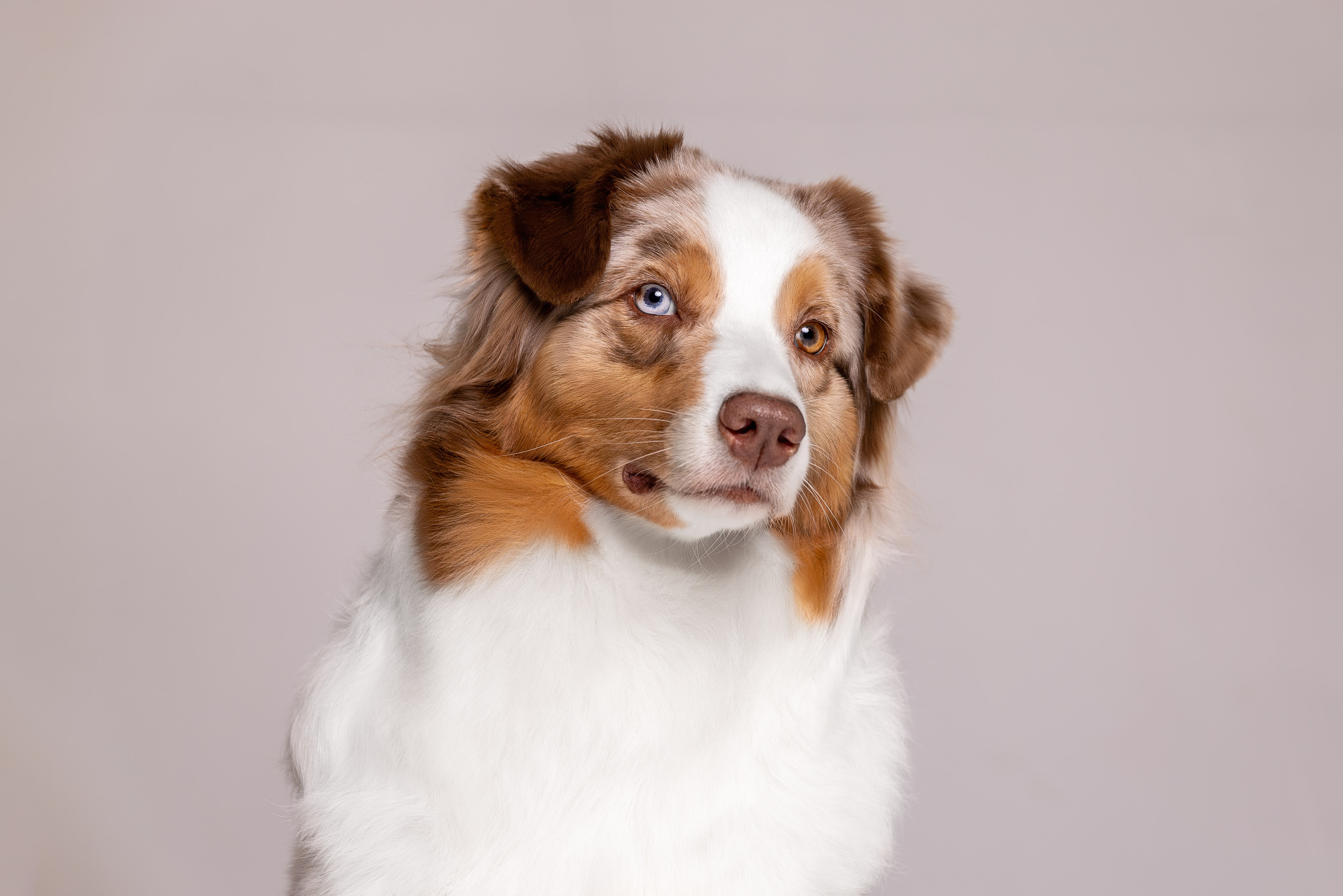 Полли, Австралийская Овчарка. Ирина Голомб|Фотограф-анималист в  Сочи и Калининграде
