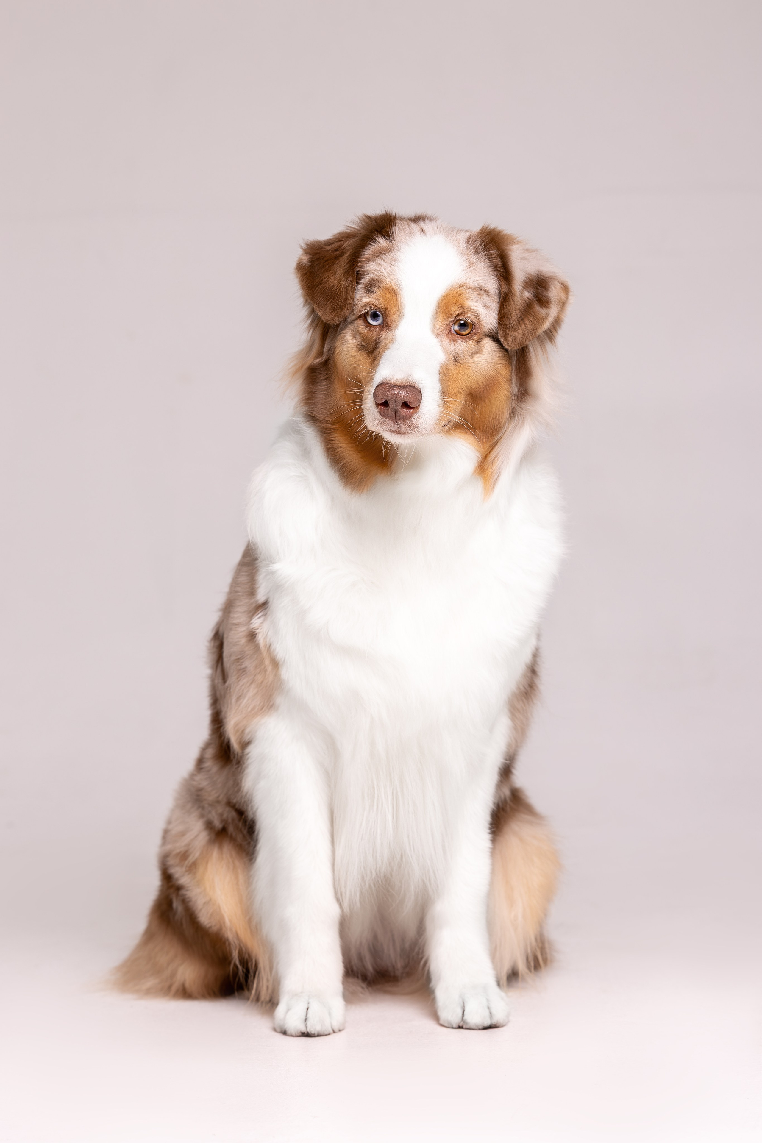 Полли, Австралийская Овчарка. Ирина Голомб|Фотограф-анималист в  Сочи и Калининграде