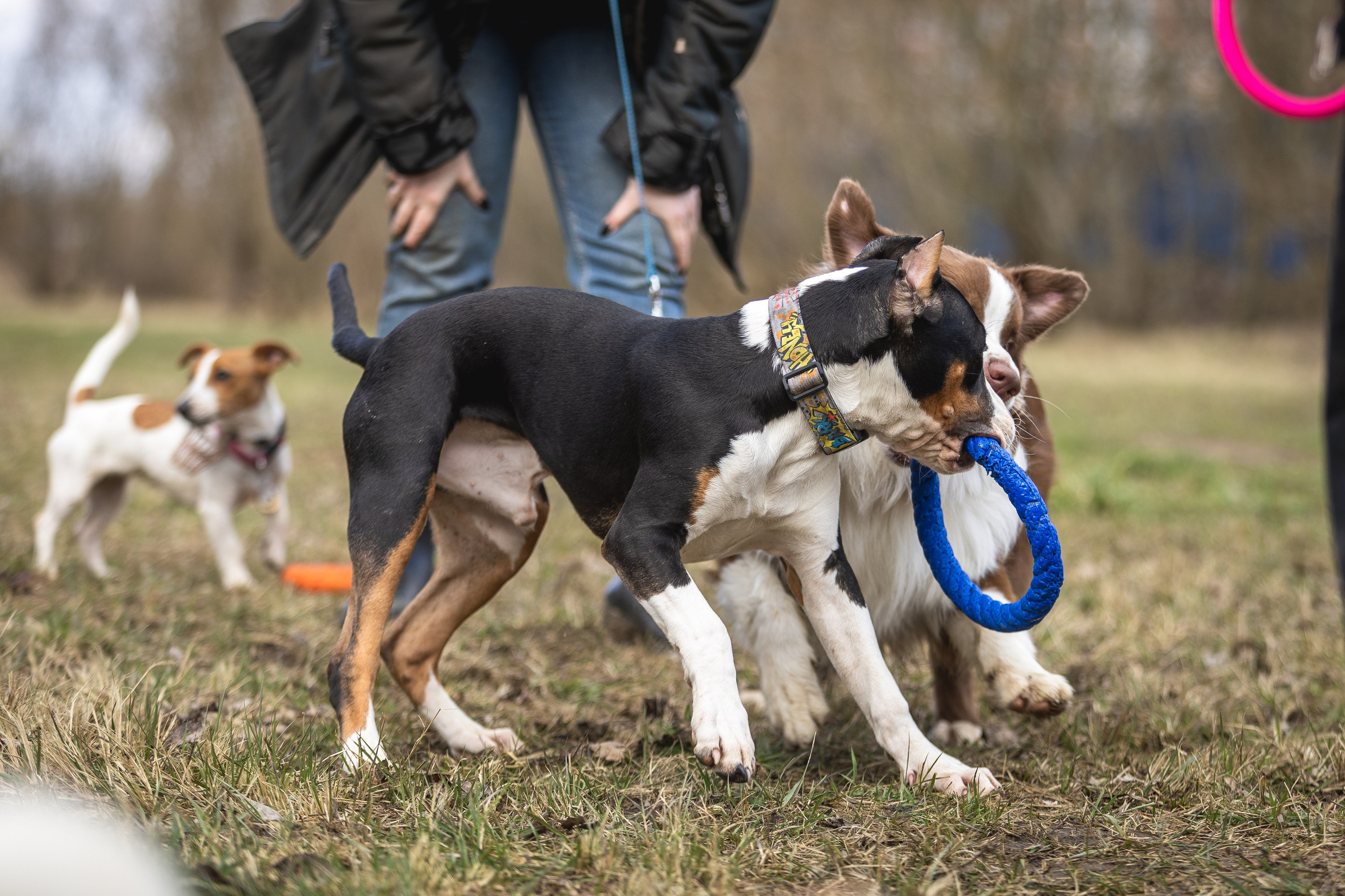 Догтуса 24.03.2024. Ирина Голомб|Фотограф-анималист в  Сочи и Калининграде