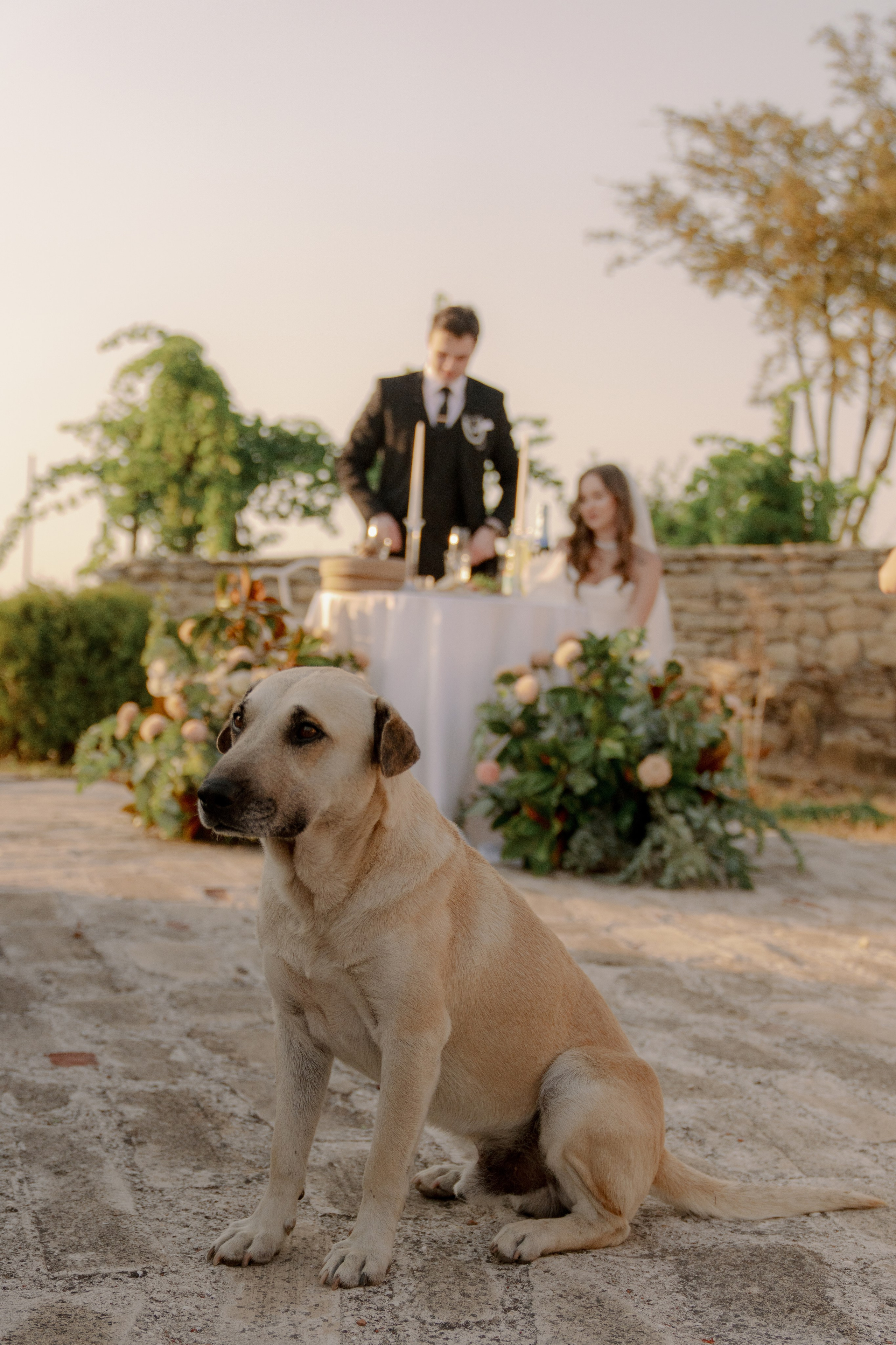 Илья и Арина. Алёна Наумова — профессиональный организатор свадеб и мероприятий в Краснодарском крае и на побережье