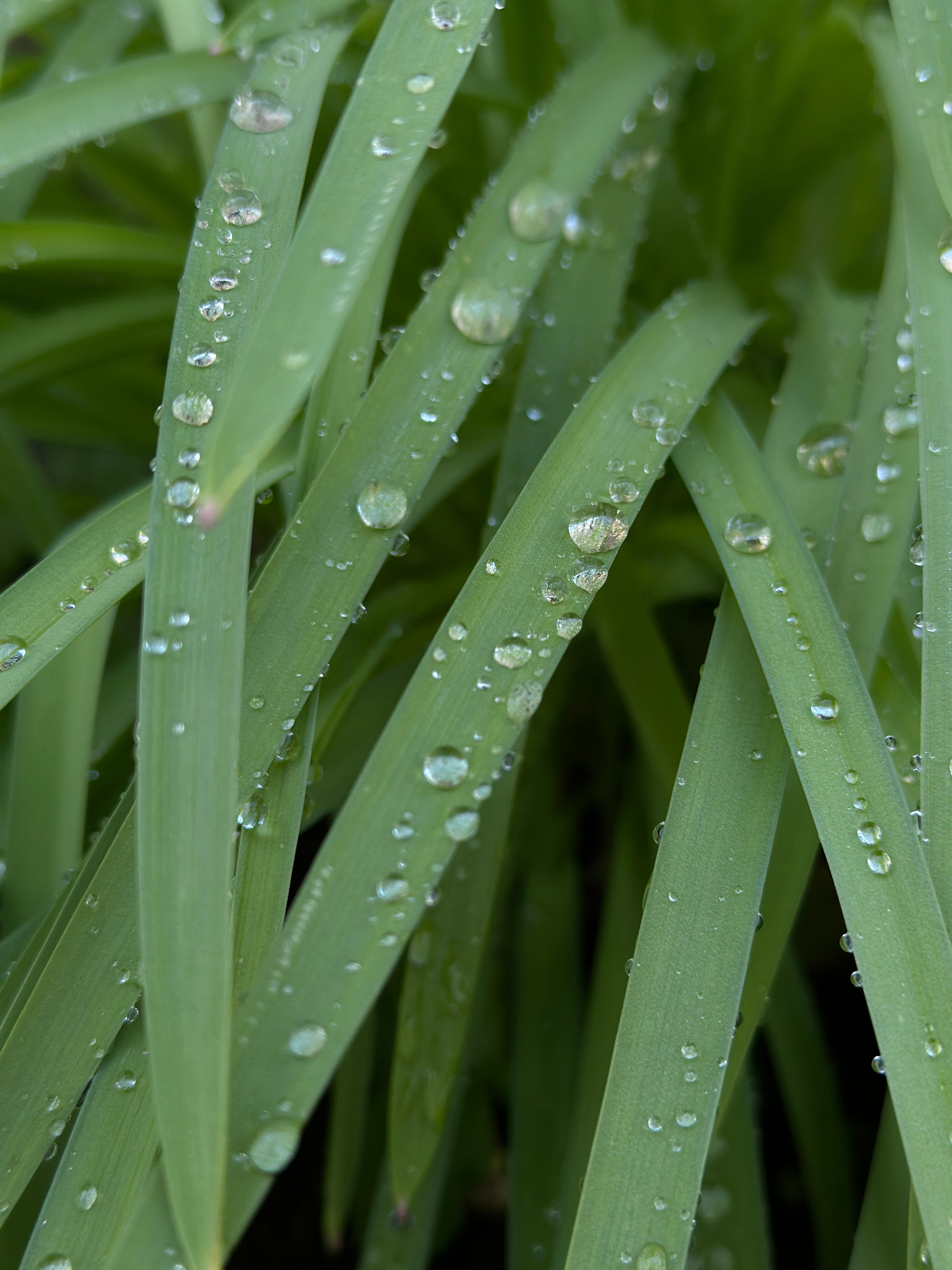 Макро любовь. Смотри, красота!