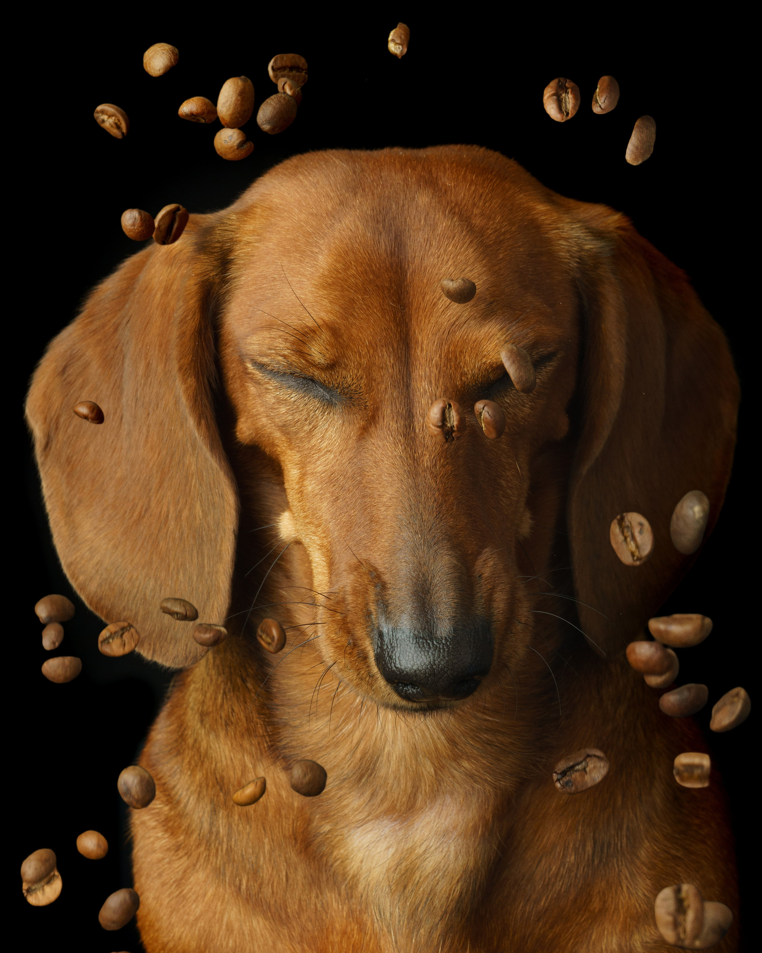 Съемки с животными. КЕД Студия-контент агентство полного цикла СПБ. Создаём фото, видео и контент, который помогает брендам и селлерам продавать больше