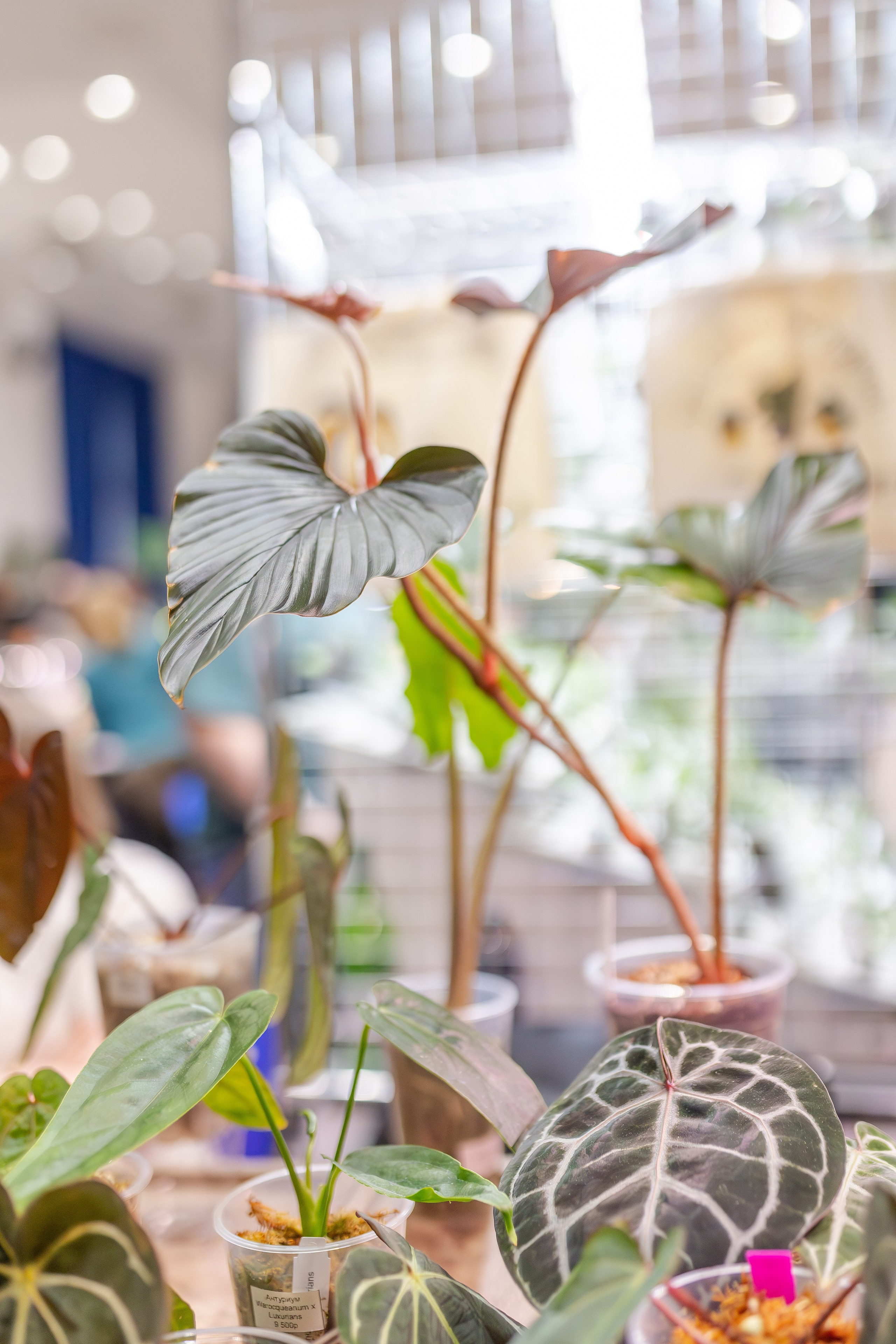 Монстериум апрель 2026. Александра Куликова фотограф, Москва