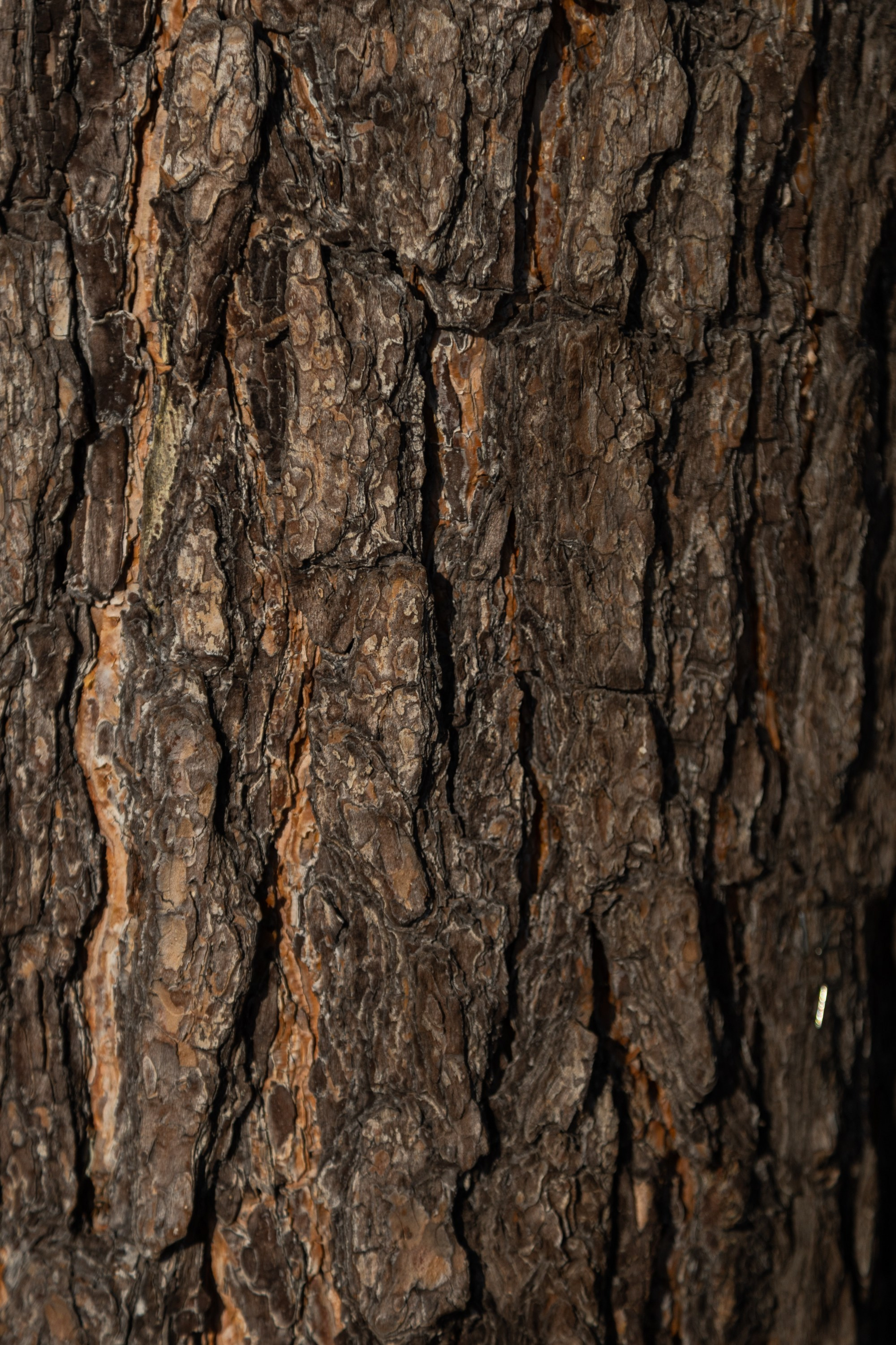 Бирюса 2025. Детали. Фотограф Кощеева Дарья