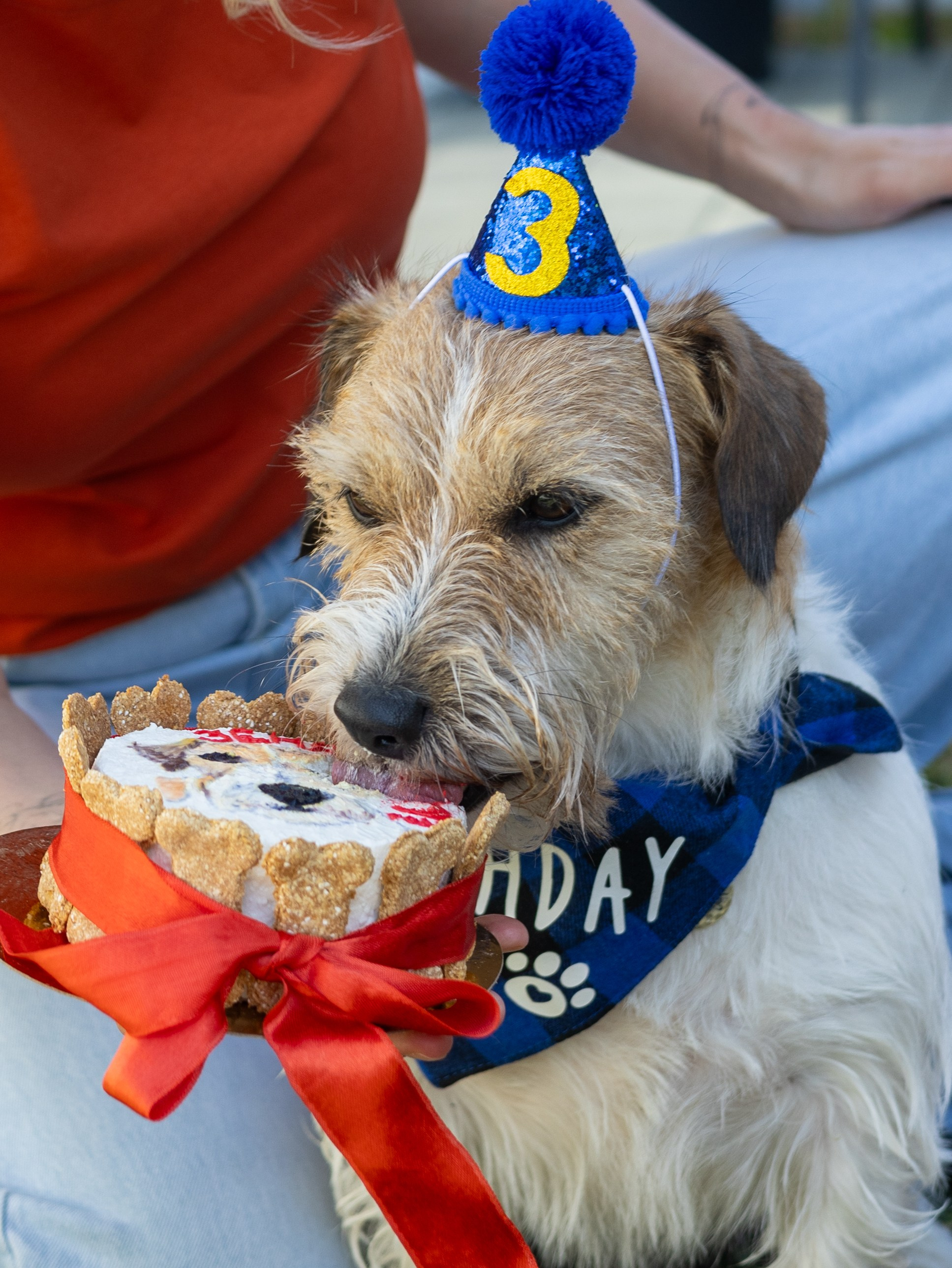 День рождение Зенита. Фотограф-анималист в Москве Кириллова Татьяна