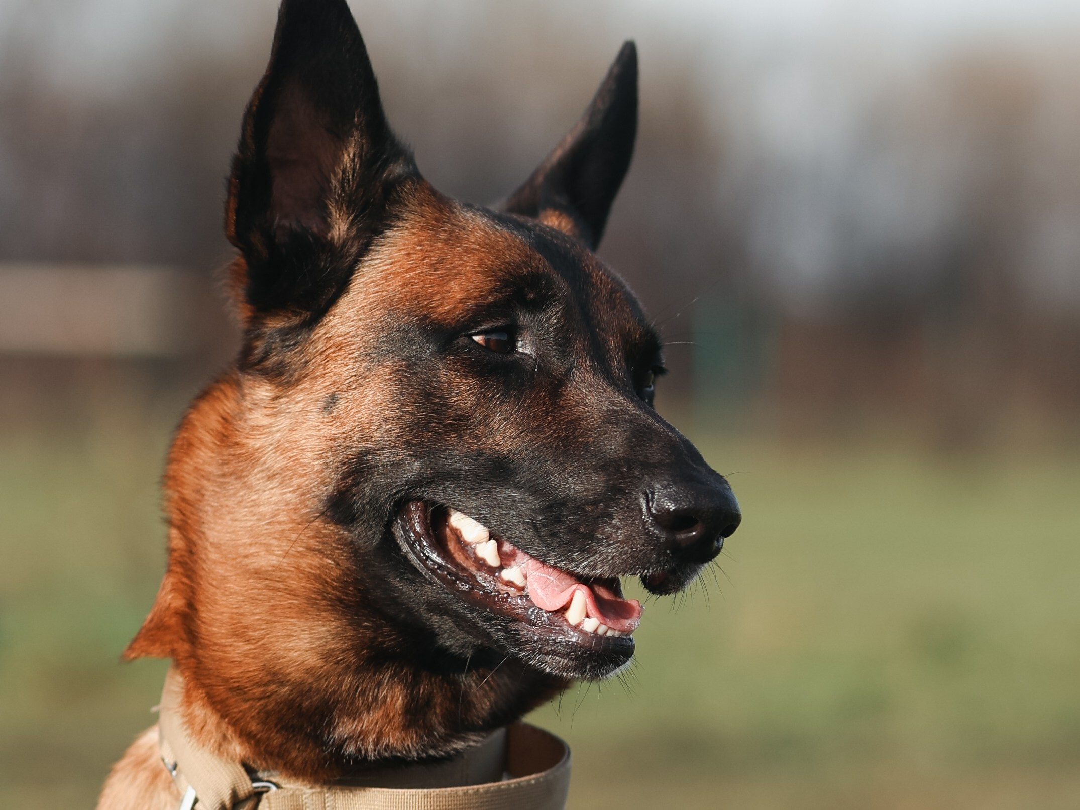 Соревнования BH. Фотограф-анималист в Москве Кириллова Татьяна