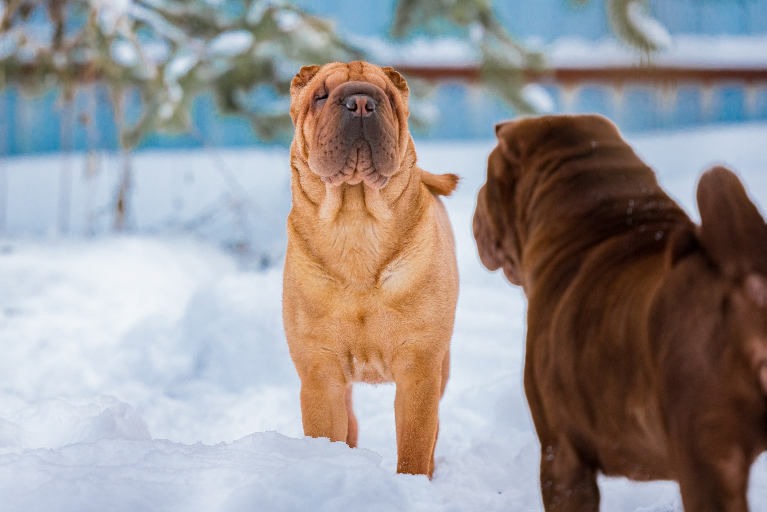 В гостях у шарпеев 16.01.2024. Фотограф-анималист Юлия Германика
