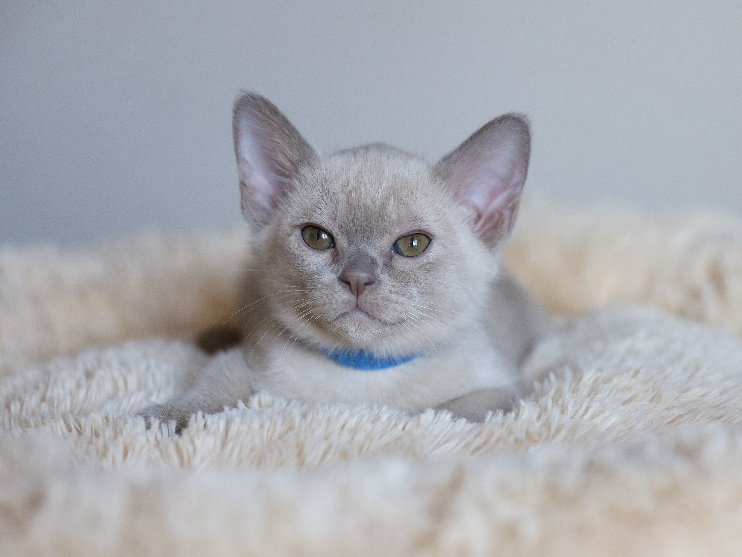 Christopher. Питомник «Bouncy Life»