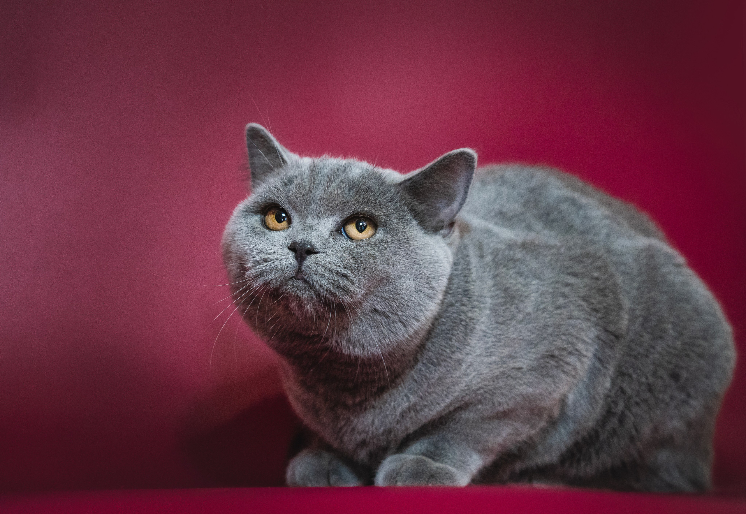 Котики. Семейный фотограф анималист г. Находка