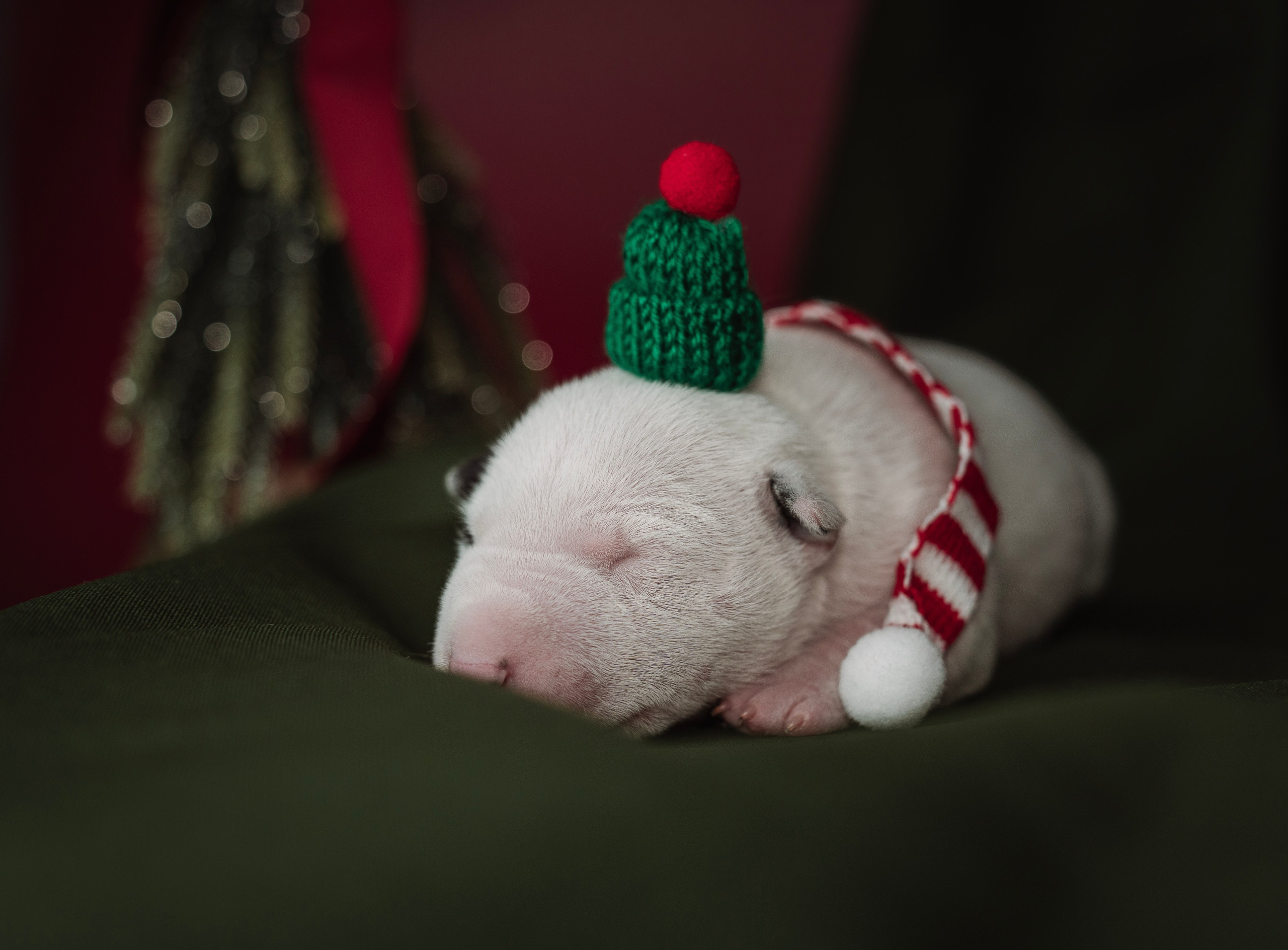 Ньюборн. Семейный фотограф анималист г. Находка