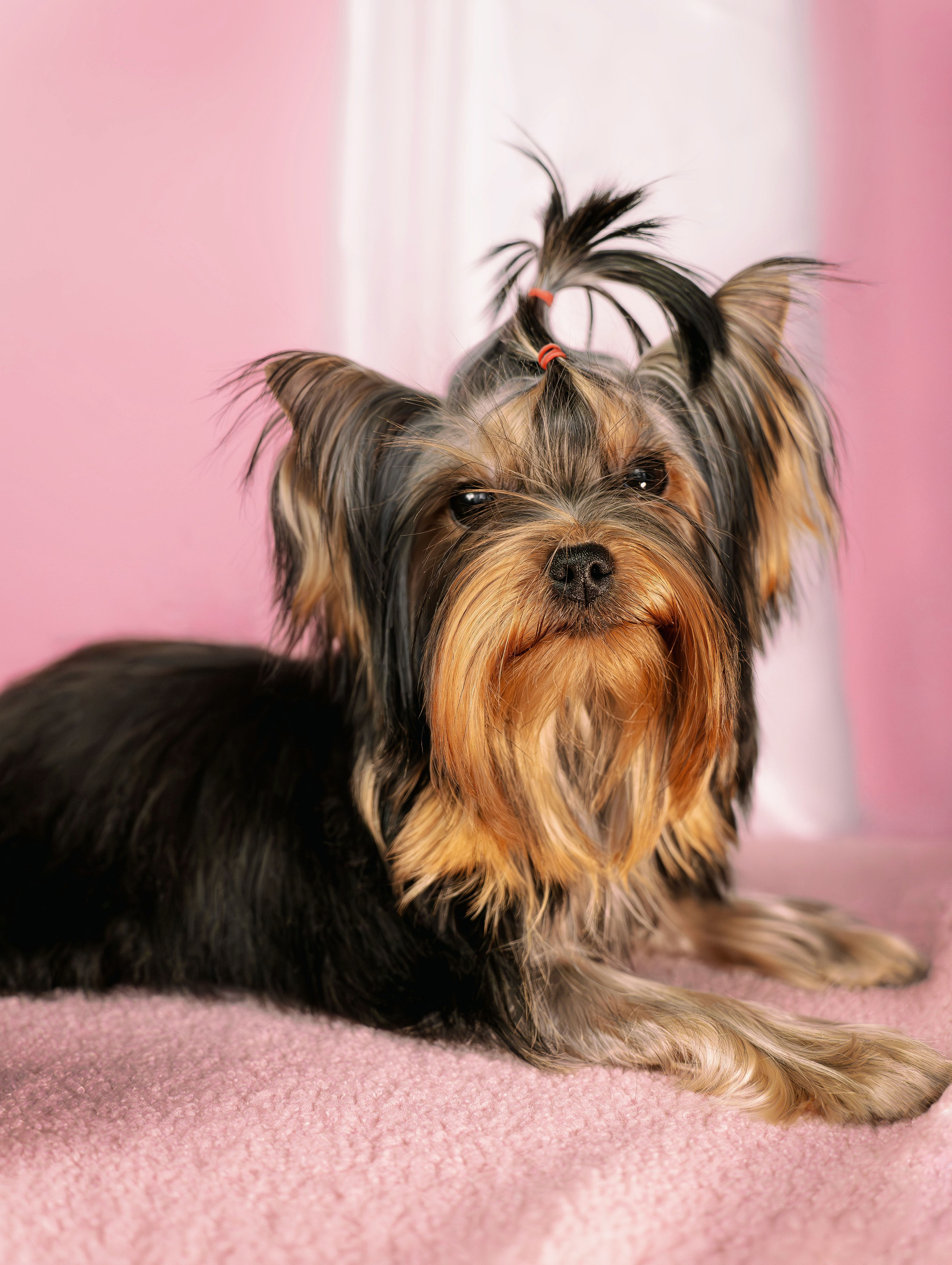 Малышка йорк Никуша. Семейный фотограф анималист г. Находка