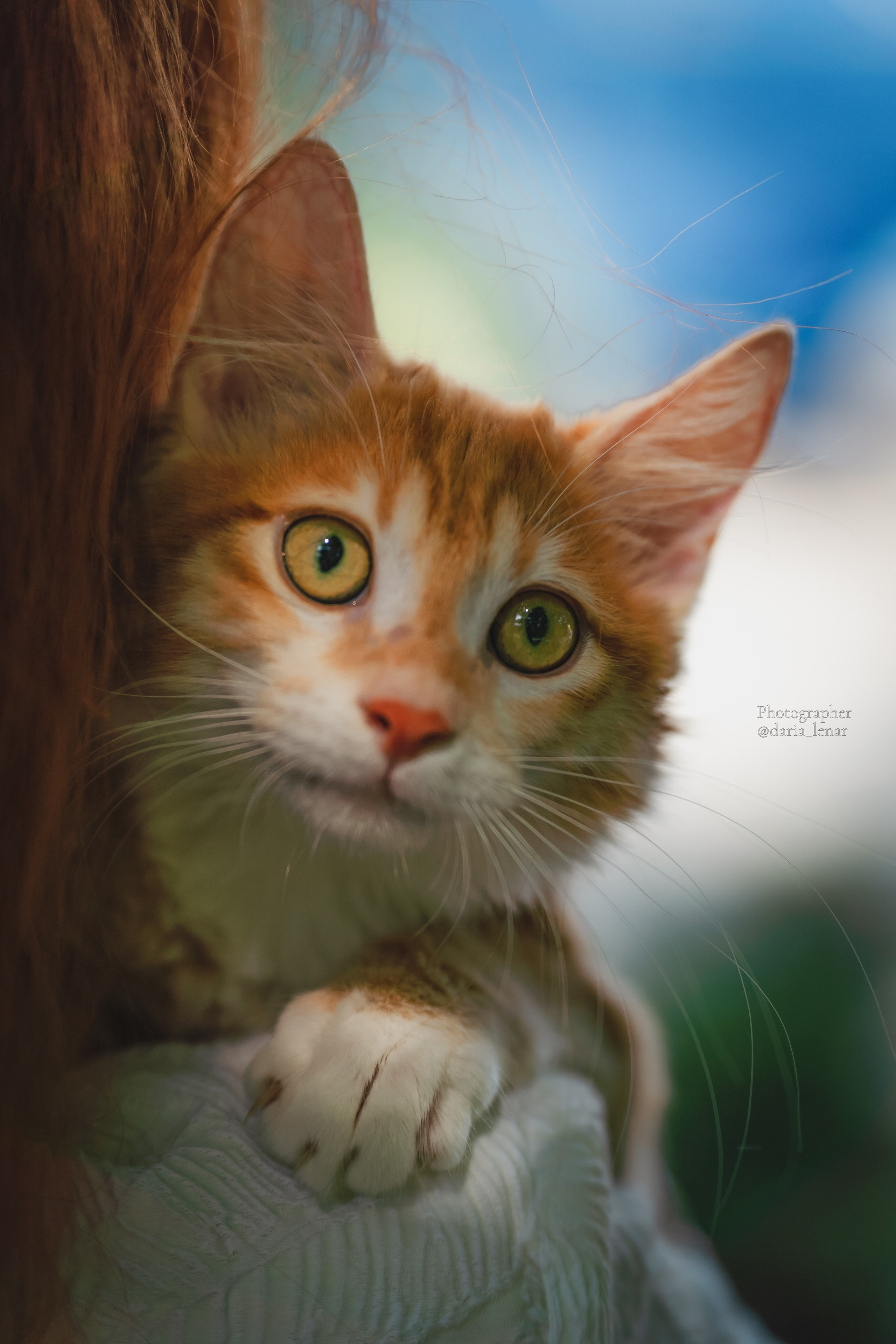 Питомник Курильских бобтейлов. Фотограф в Москве Ленарская Дарья