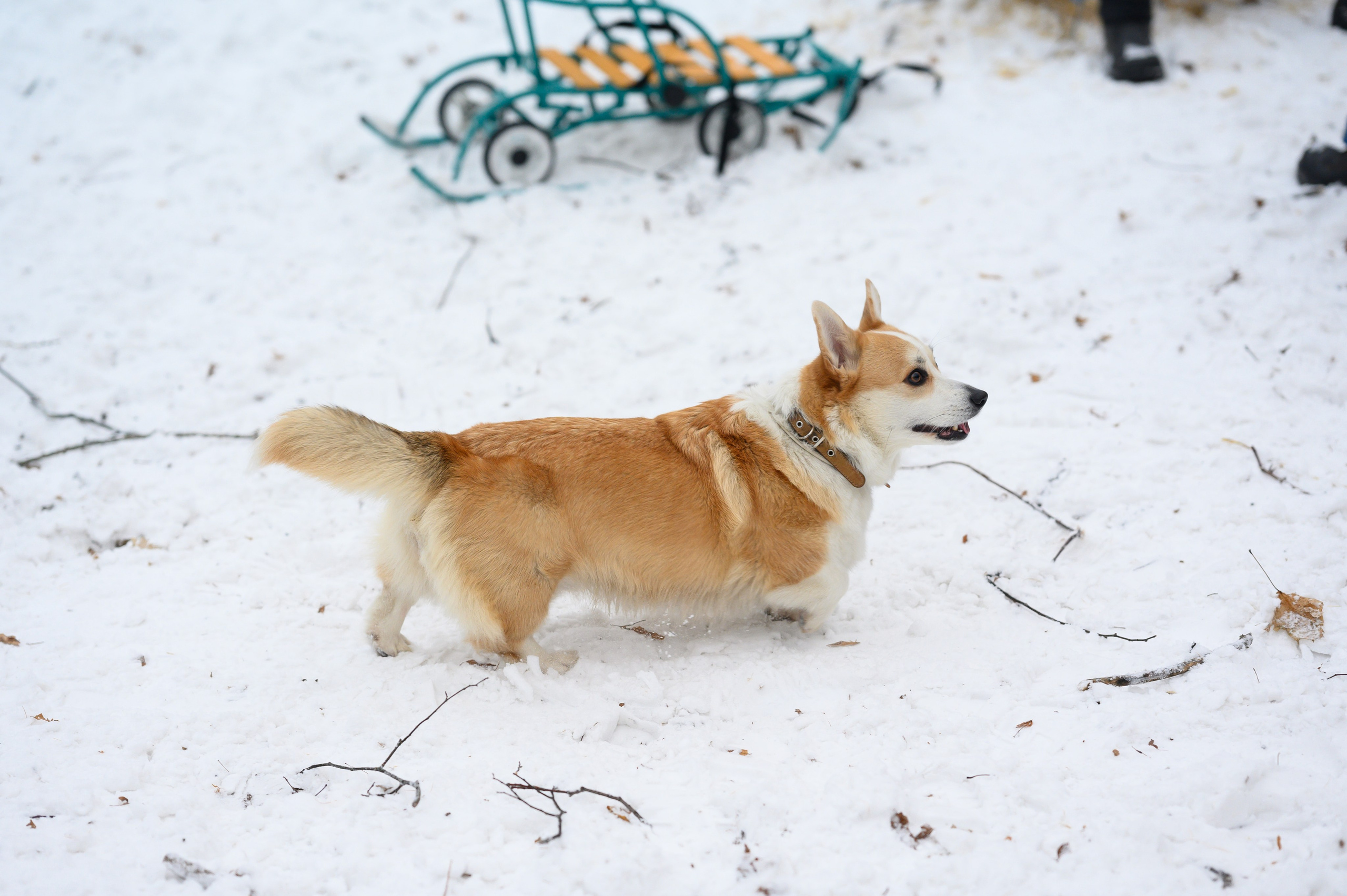 Ярмарка в Усадьбе Быково. Семейный фотограф Казакова Дарья
