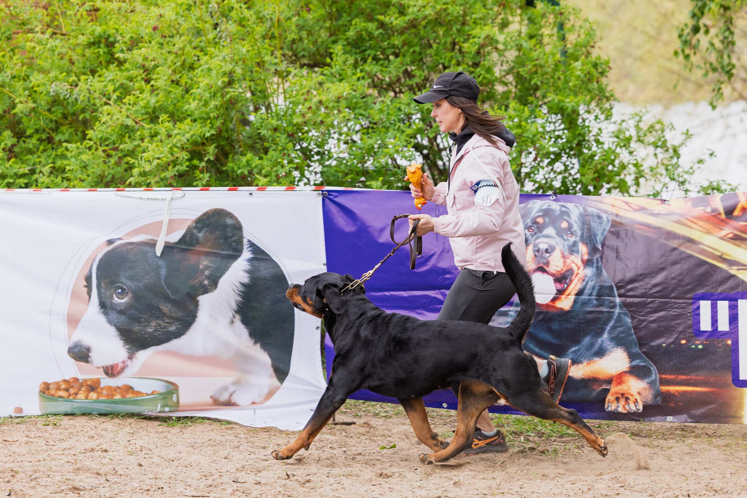 Саратов моно ротвейлеров 26-27.04.2025. Фотограф-анималист Юлия Германика