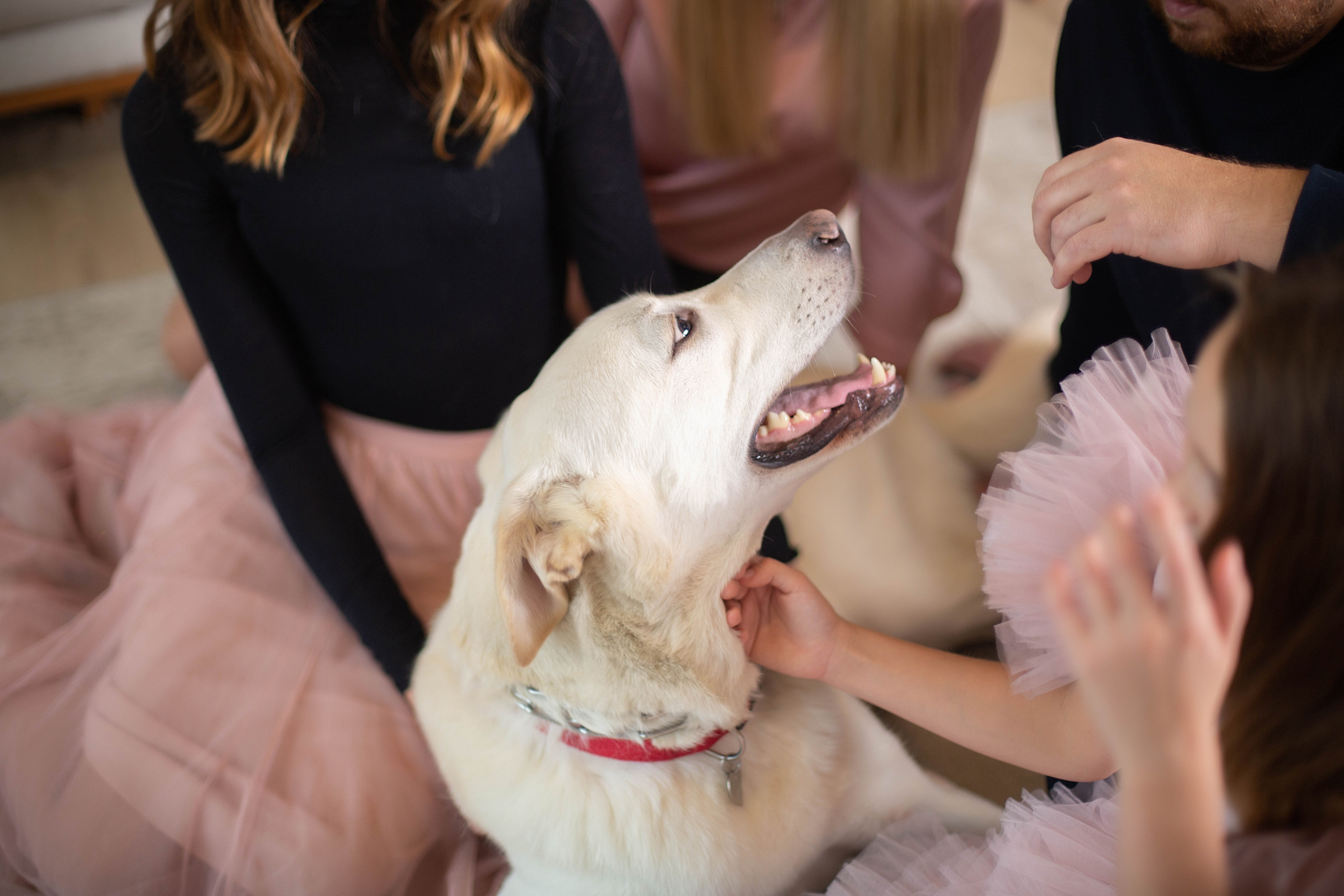 Большая семья. Свадебный и семейный фотограф