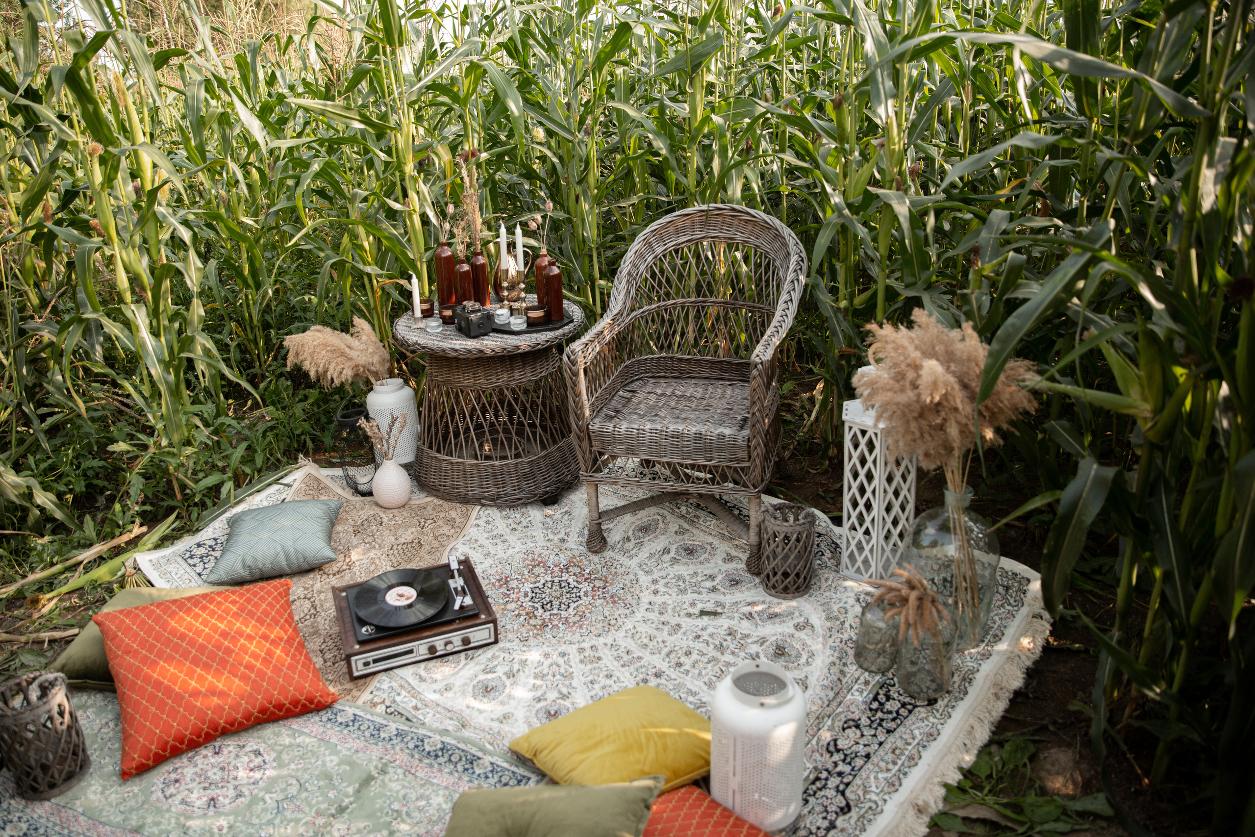 Кукурузное поле. Свадебный и семейный фотограф